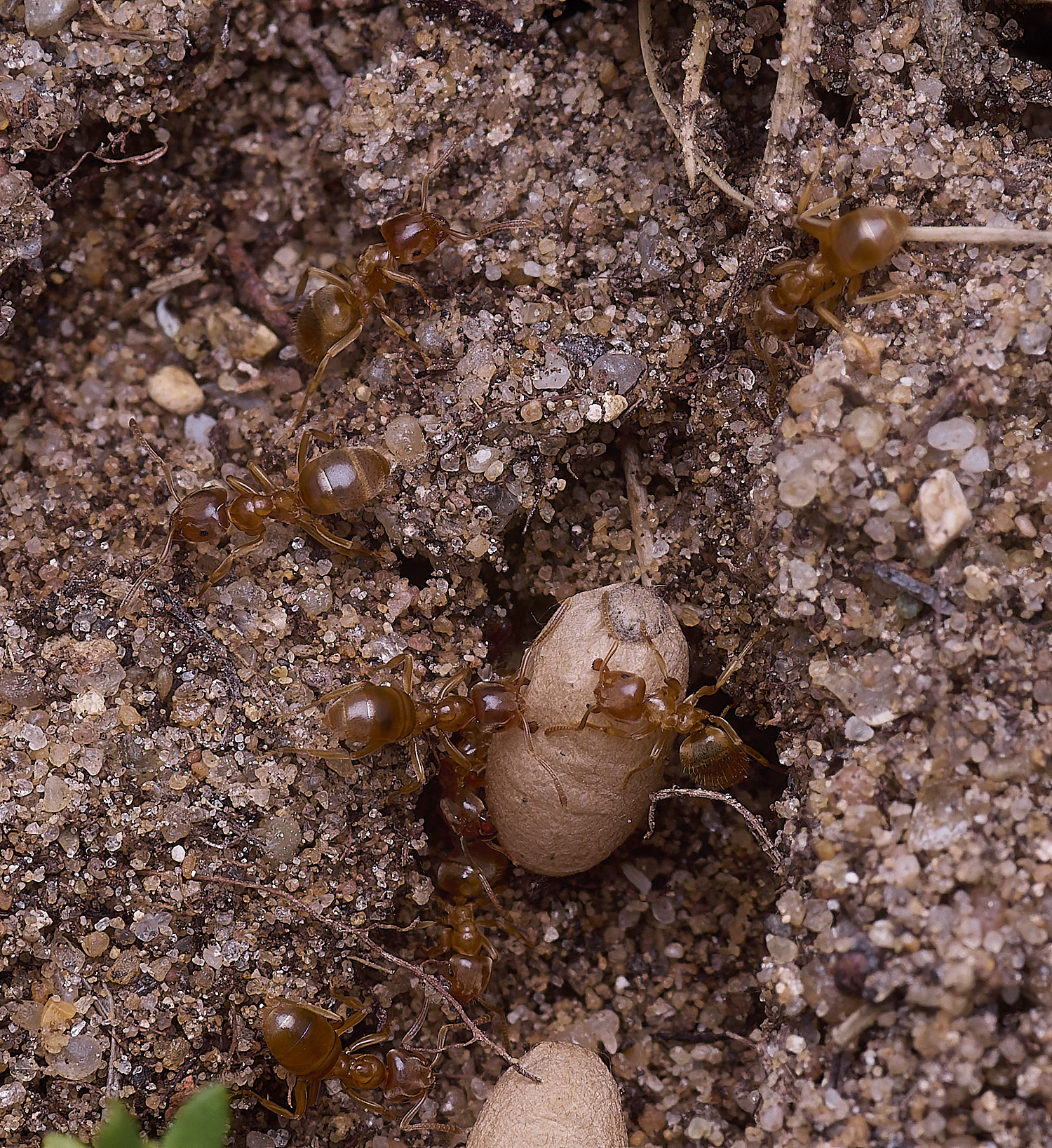 CranwichCampMeadowAnts080625-1