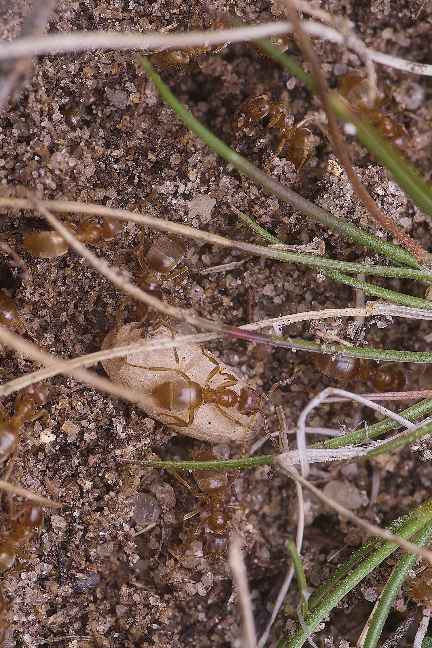 CranwichCampMeadowAnts080625-3