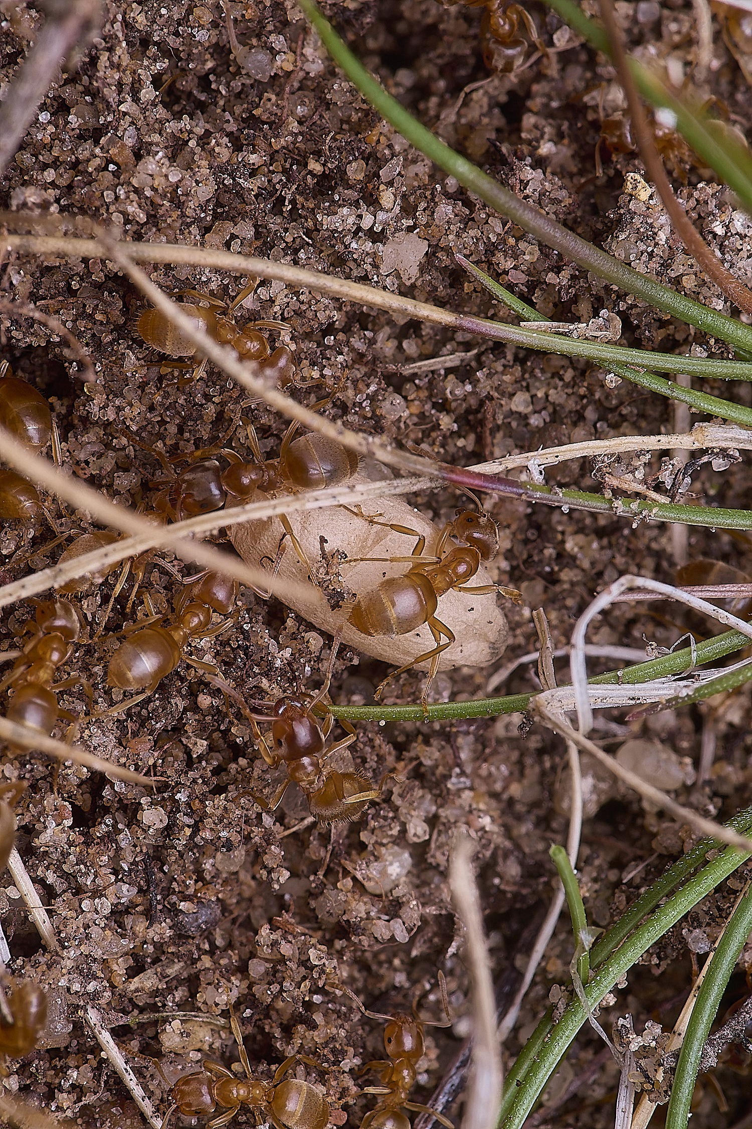 CranwichCampMeadowAnts080625-4