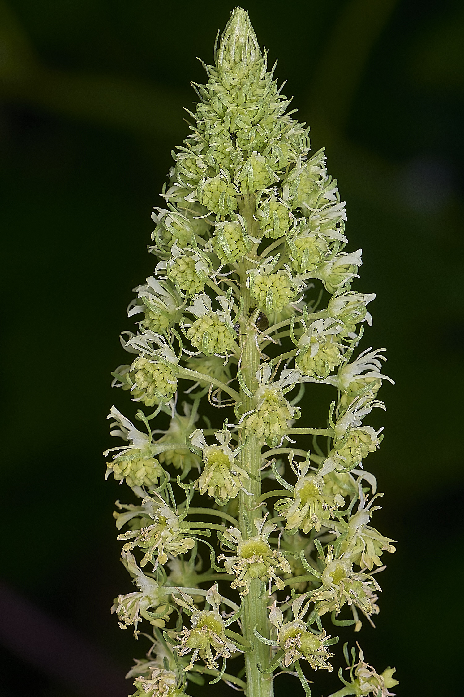 CranwichCampMignonette080625-1