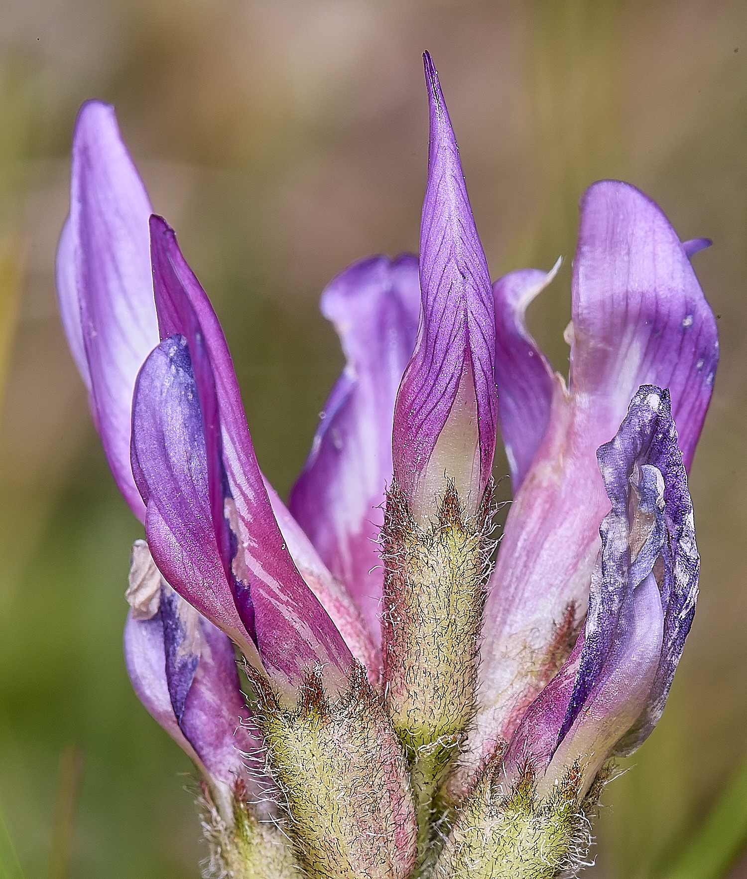 CranwichCampMilkVetch080625-1