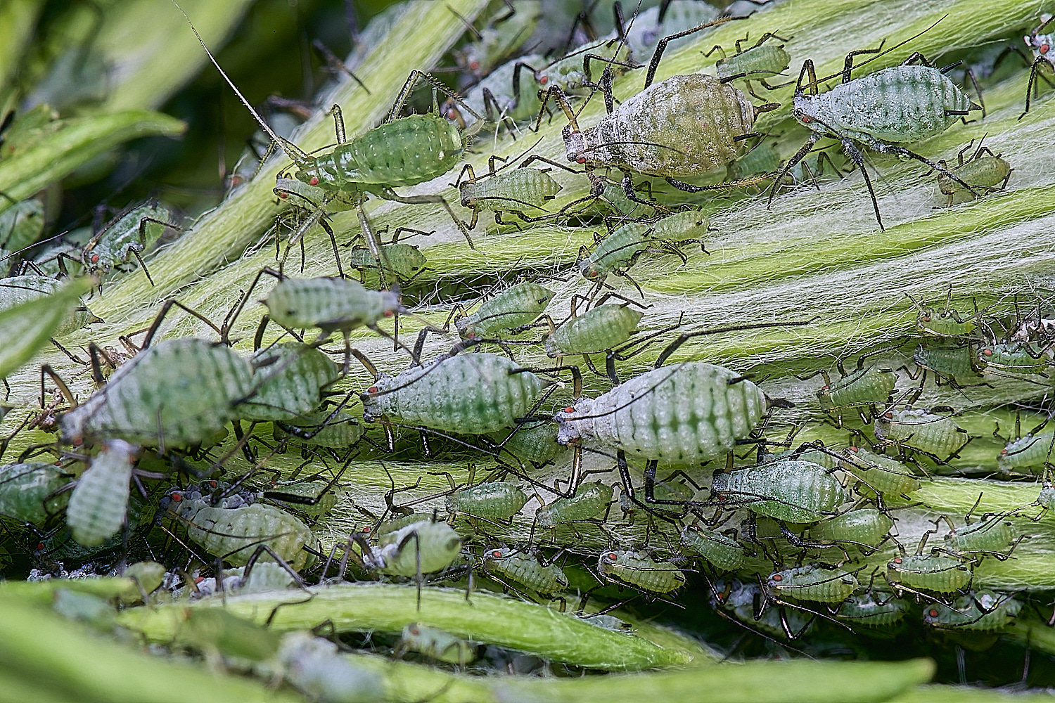 CranwichCampMugwortAphids080625-3