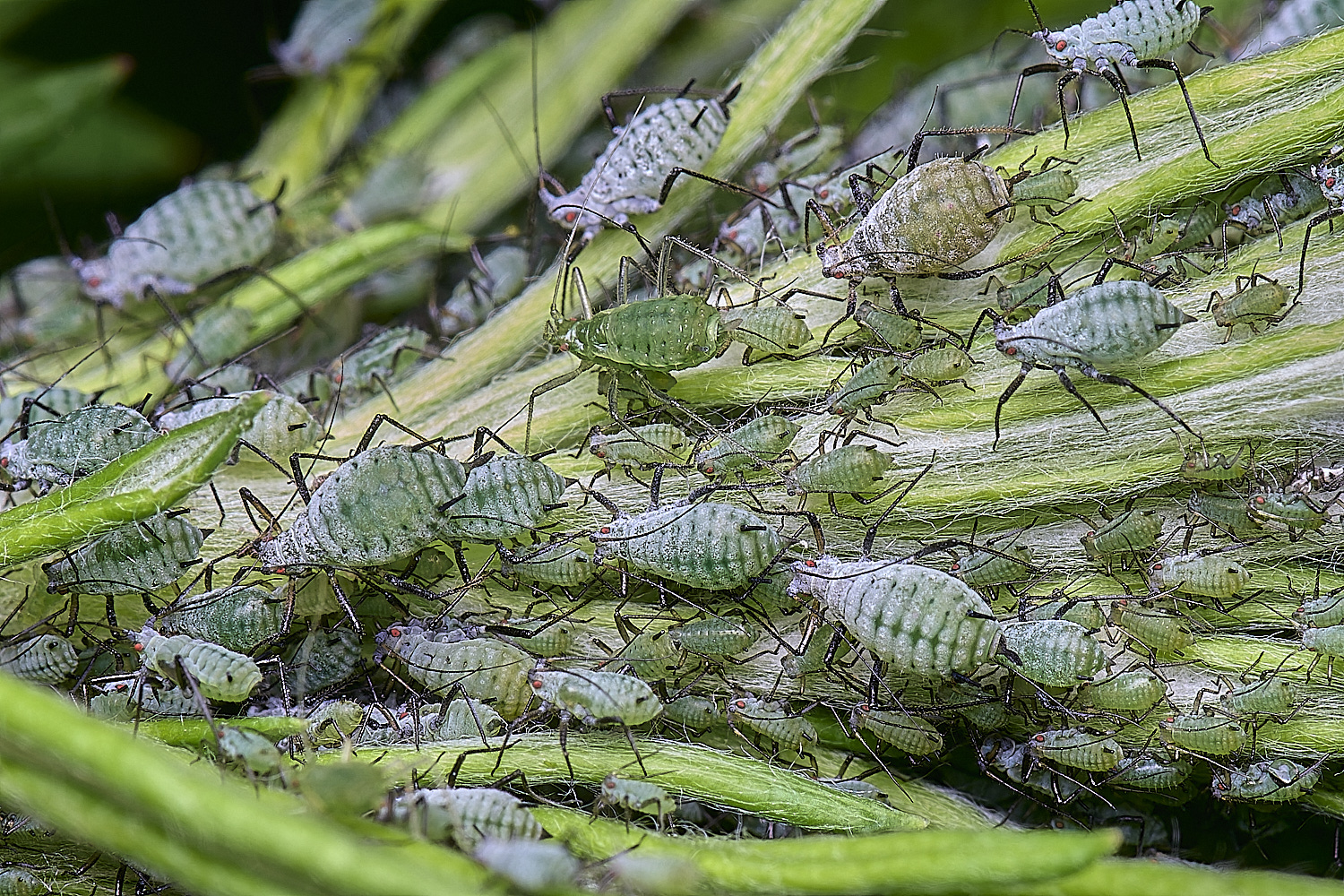 CranwichCampMugwortAphids080625-5