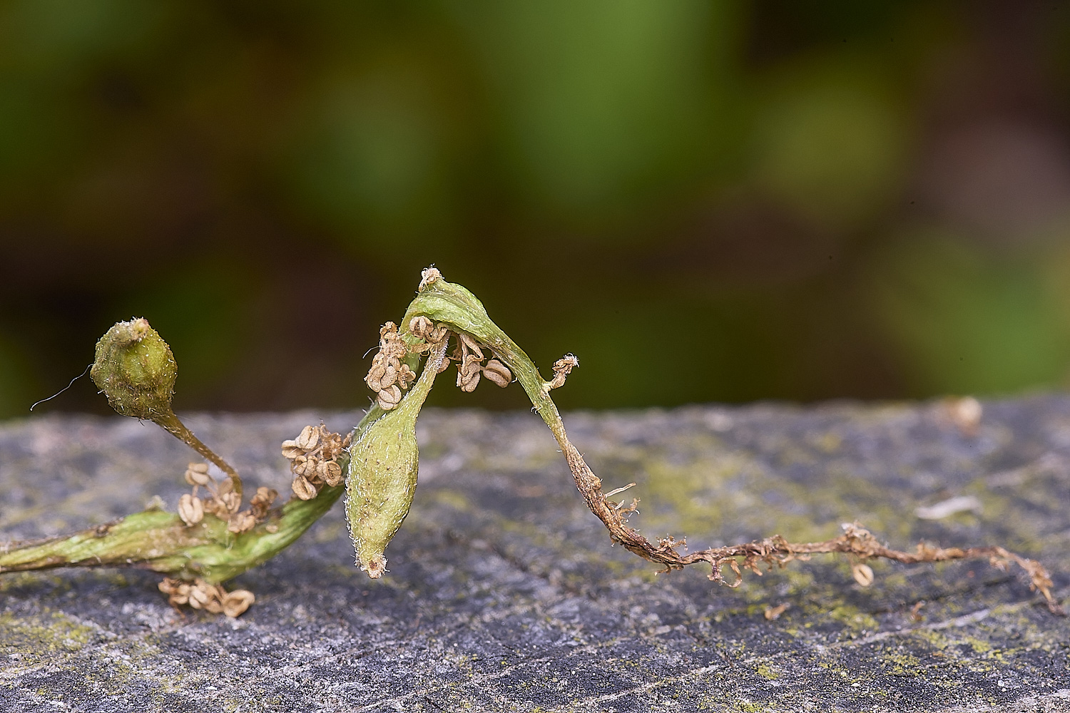 CranwichCampOakFlowerGall080625-2