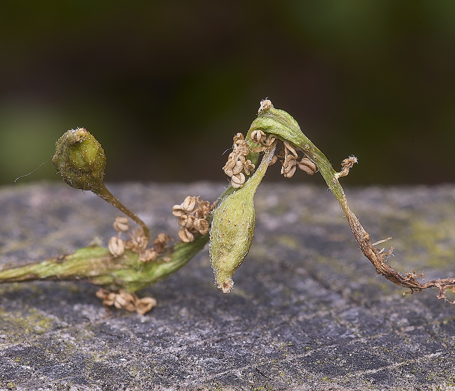 CranwichCampOakFlowerGall080625-1