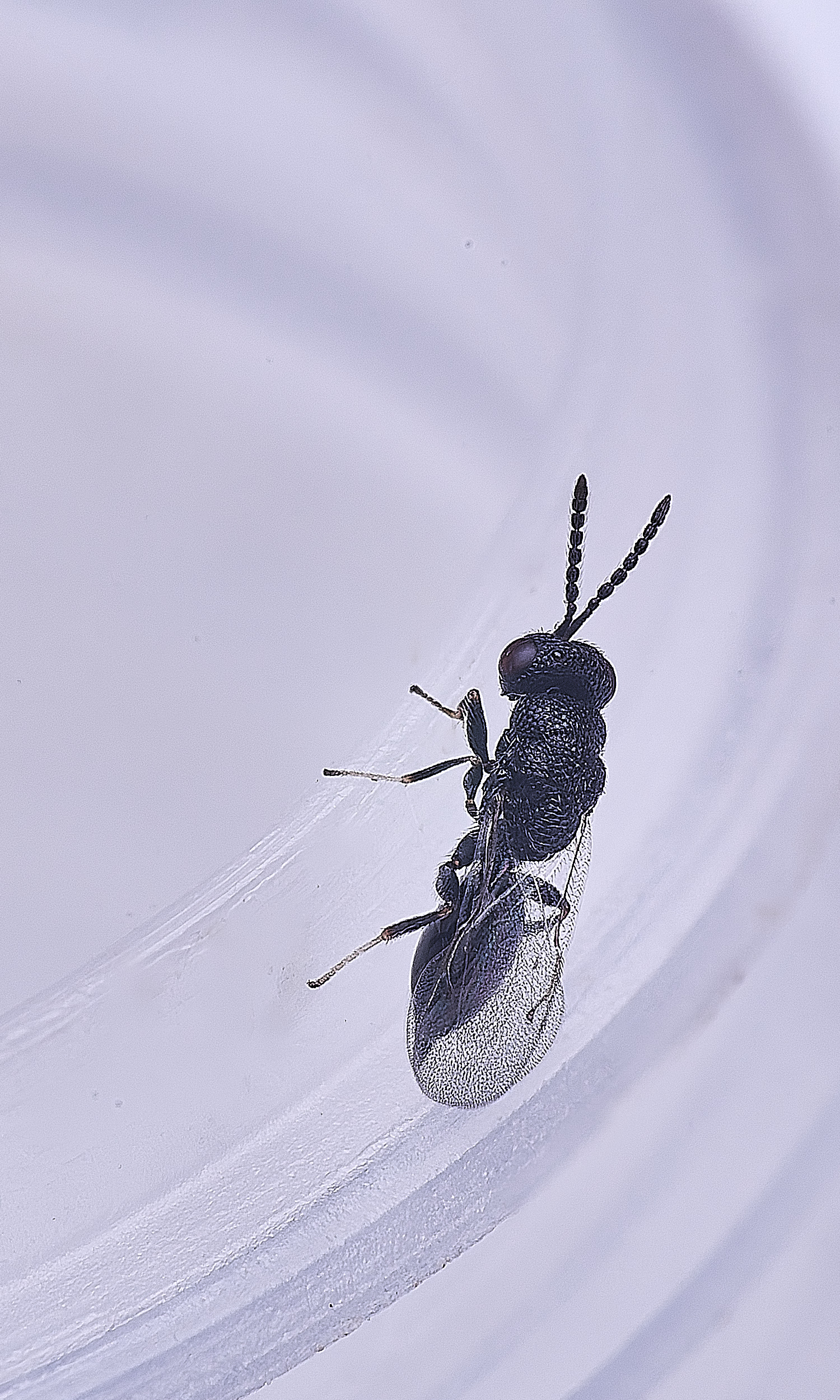 CranwichCampOakFlowerGallWasp090625-1