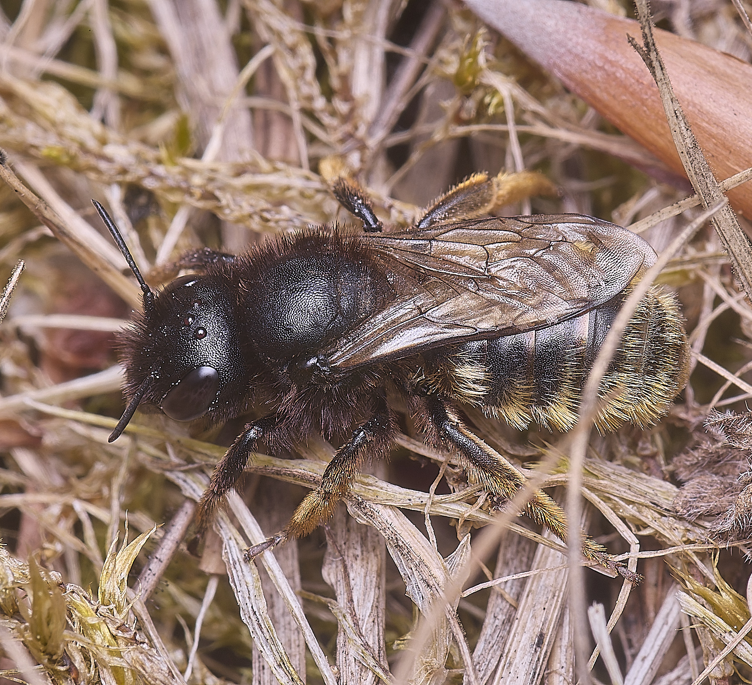 CranwichCampOsmiabicornis080625-1