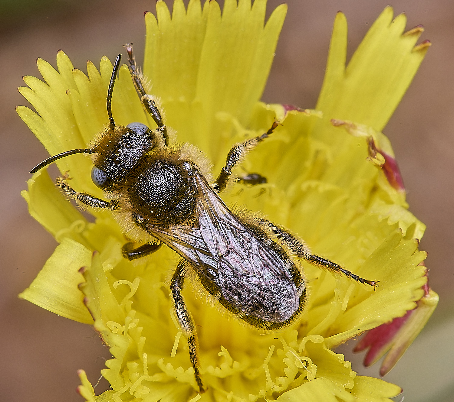 CranwichCampOspinulosa080625-1