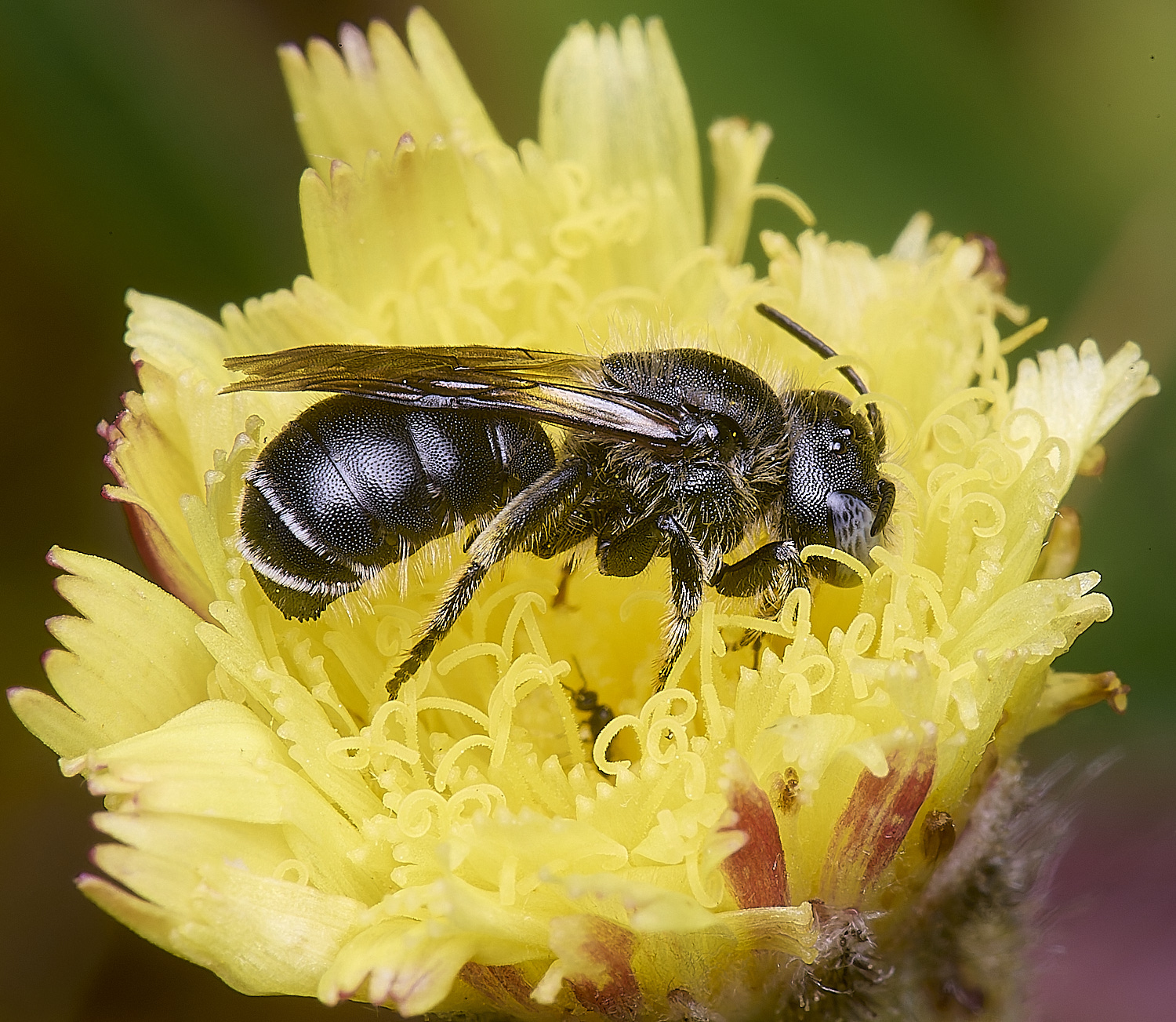 CranwichCampOspinulosa080625-10