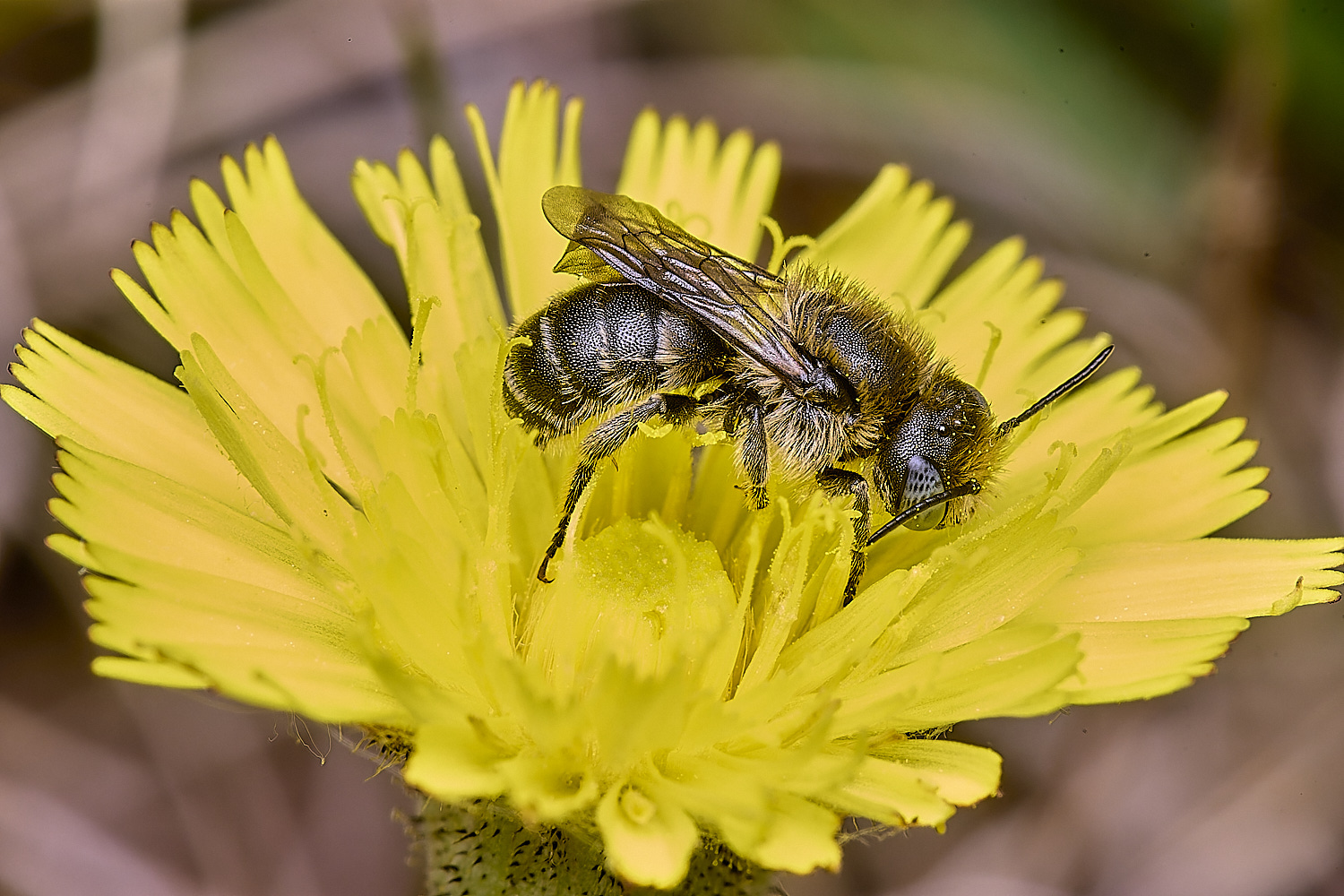 CranwichCampOspinulosa080625-11