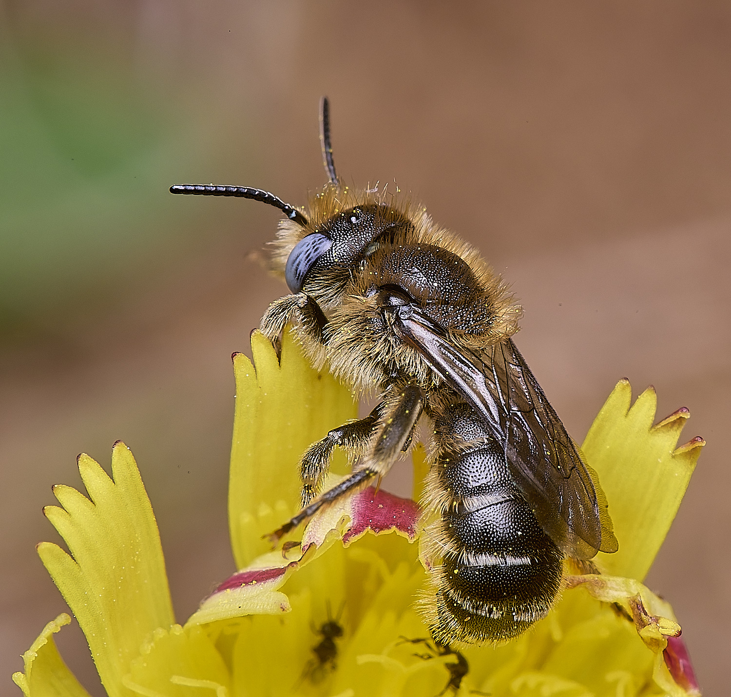 CranwichCampOspinulosa080625-13
