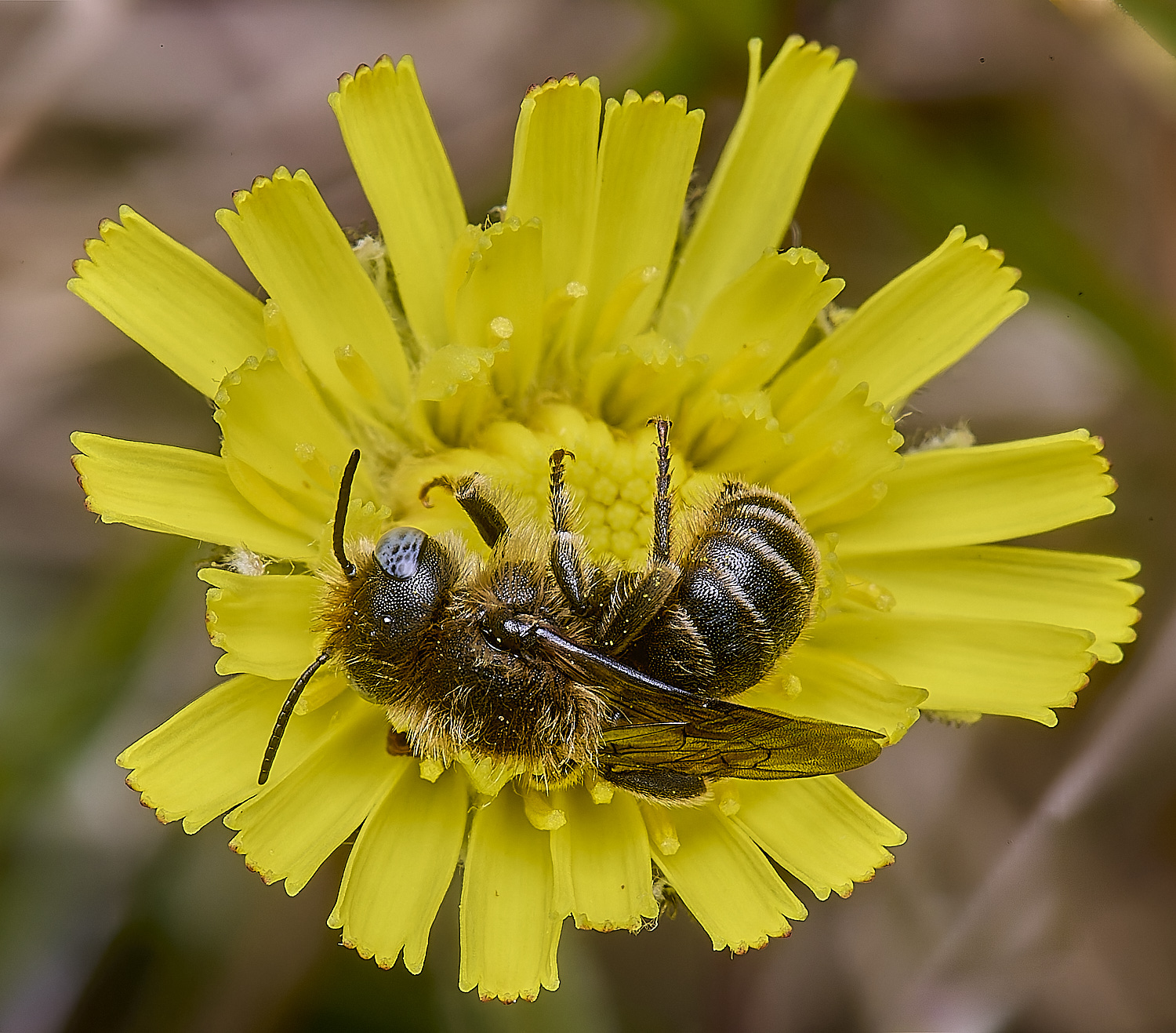 CranwichCampOspinulosa080625-4
