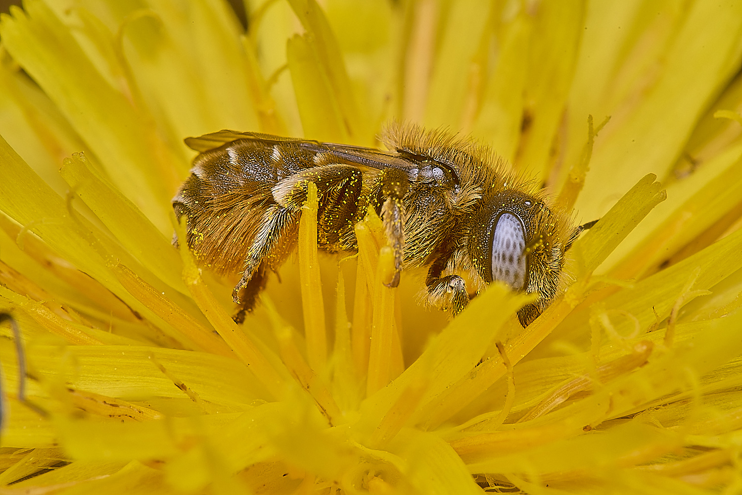 CranwichCampOspinulosa080625-5