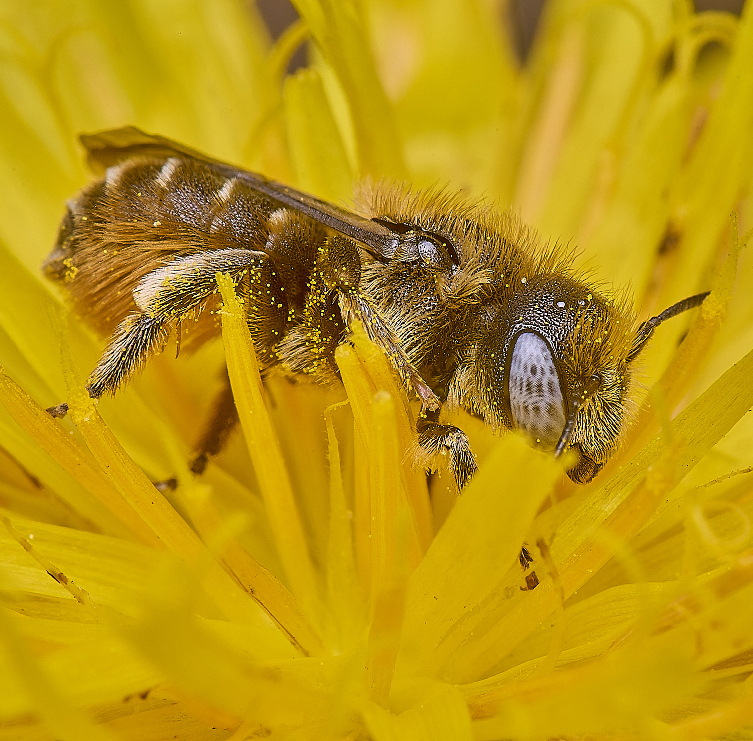 CranwichCampOspinulosa080625-6
