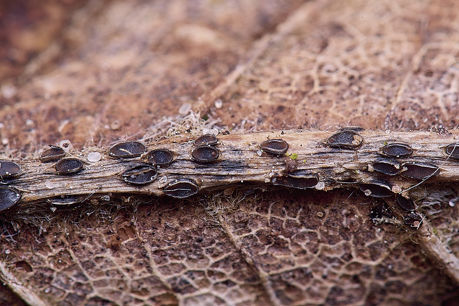 CranwichCampPetioleAsco080625-1