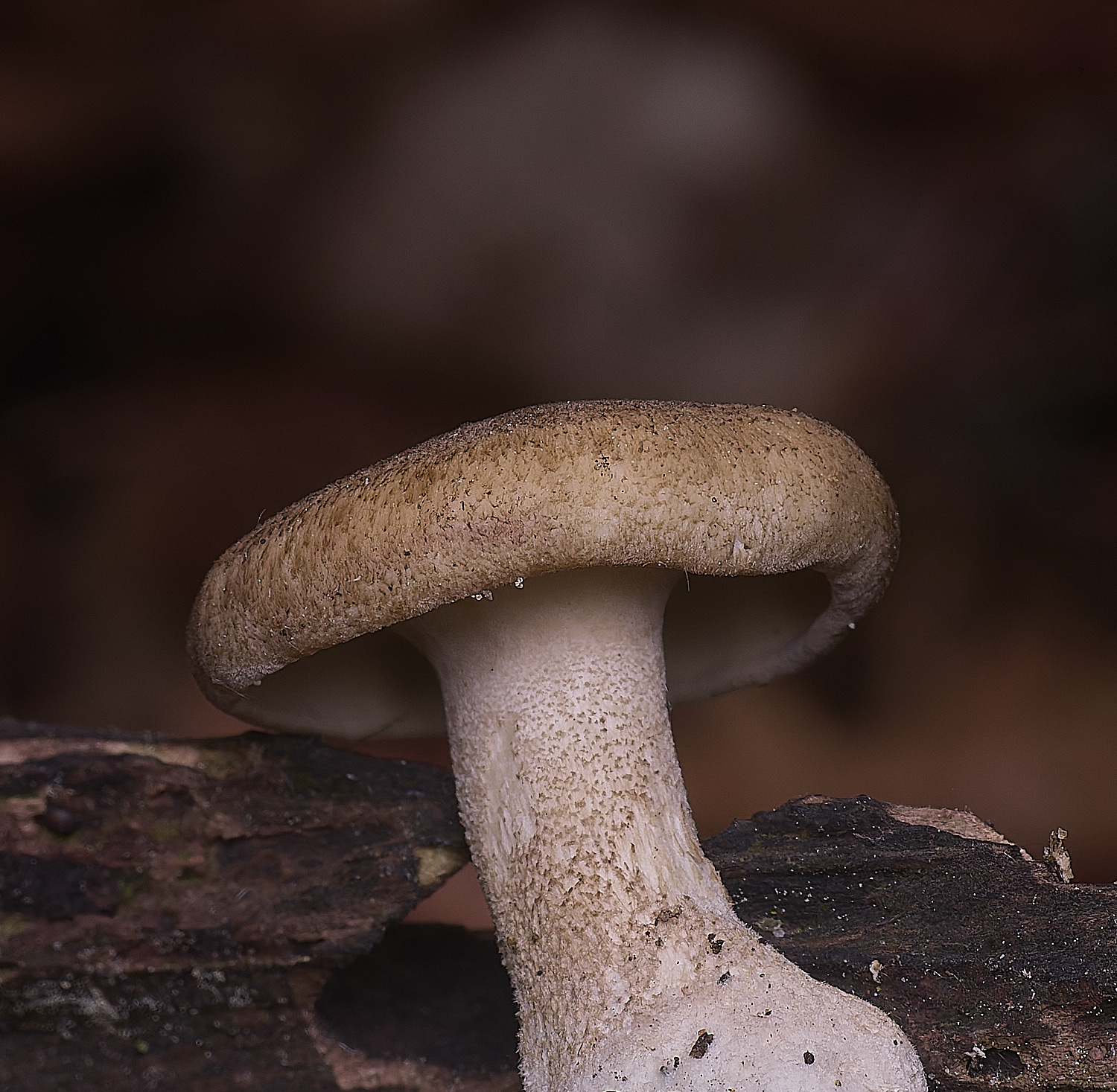 CranwichCampPolyporeSp080625-1