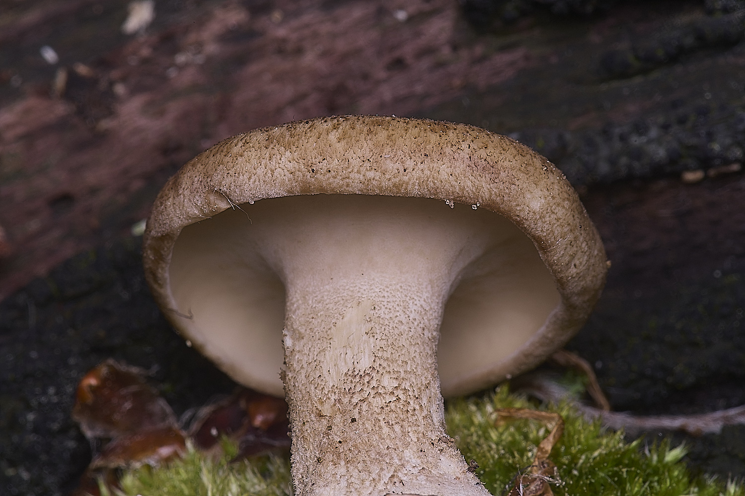 CranwichCampPolyporeSp080625-2