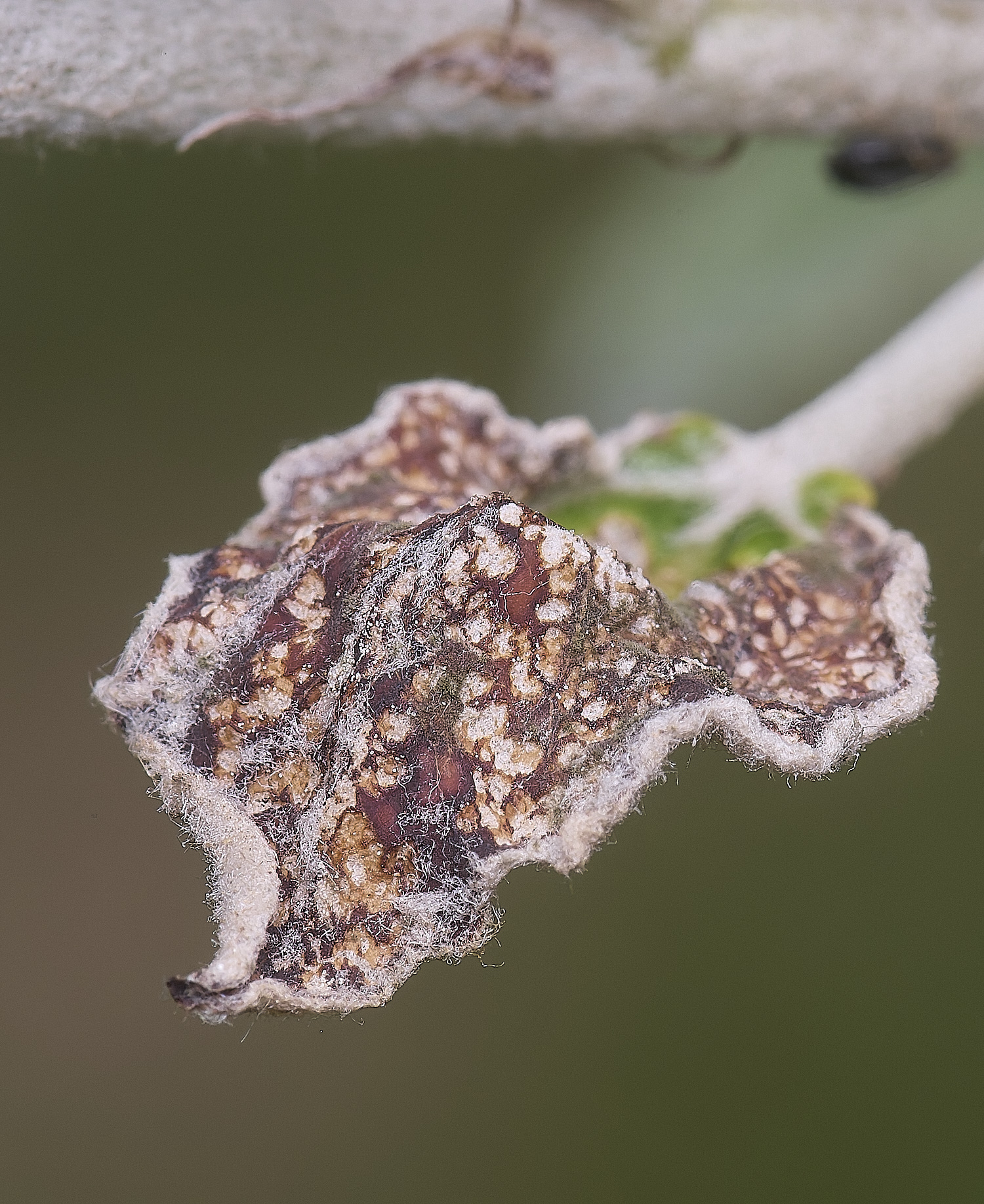 CranwichCampPoplar080625-1