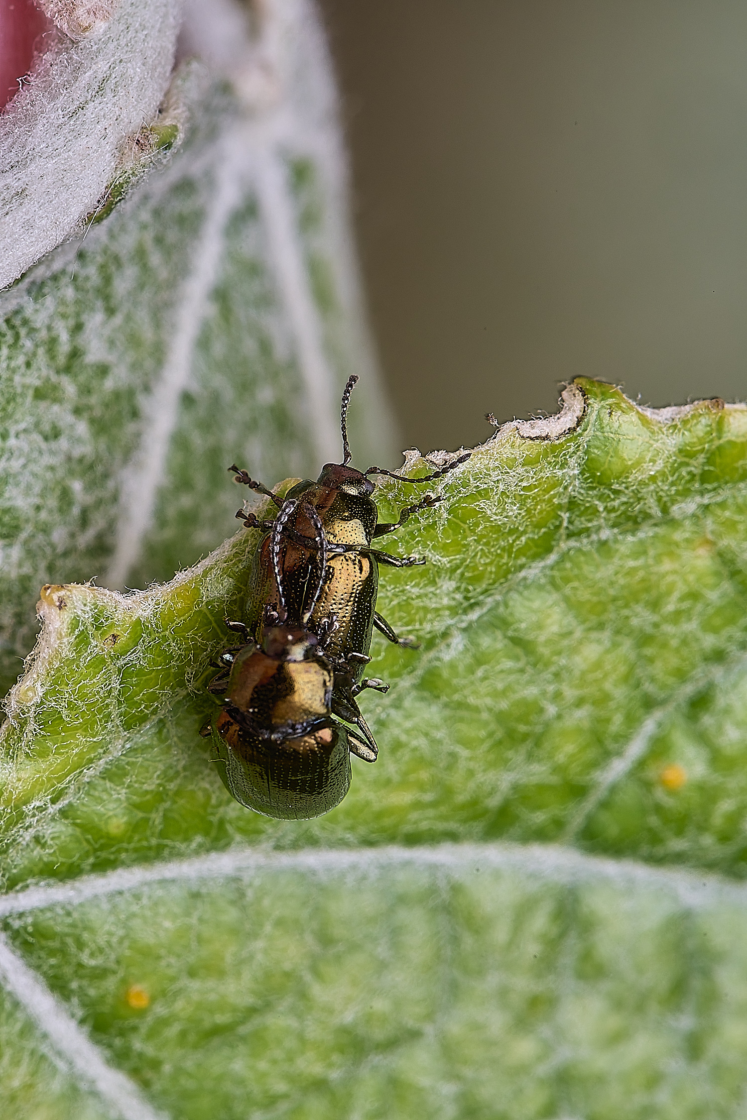 CranwichCampPoplarBeetle080625-2