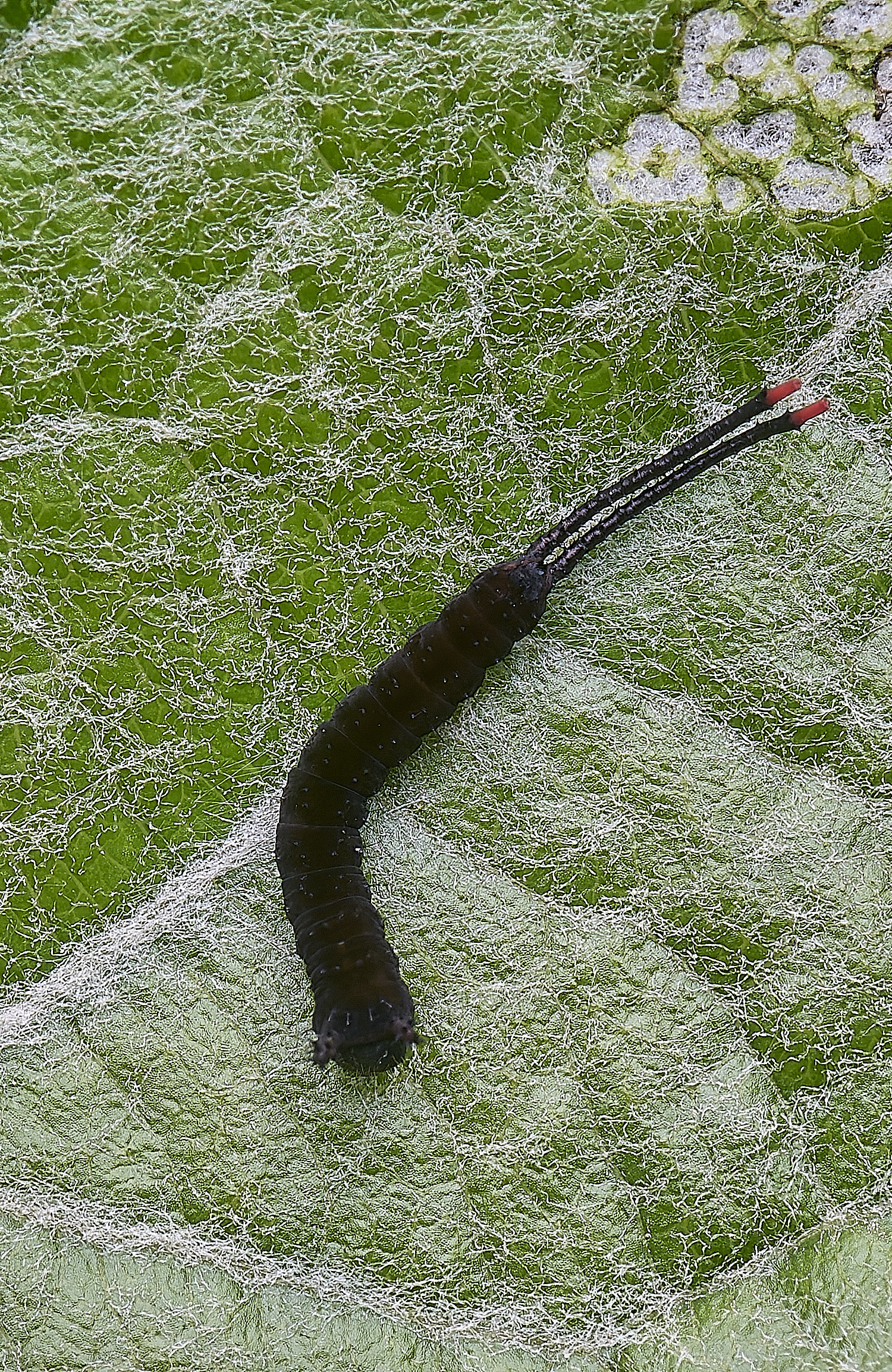 CranwichCampPoplarPuss080625-2