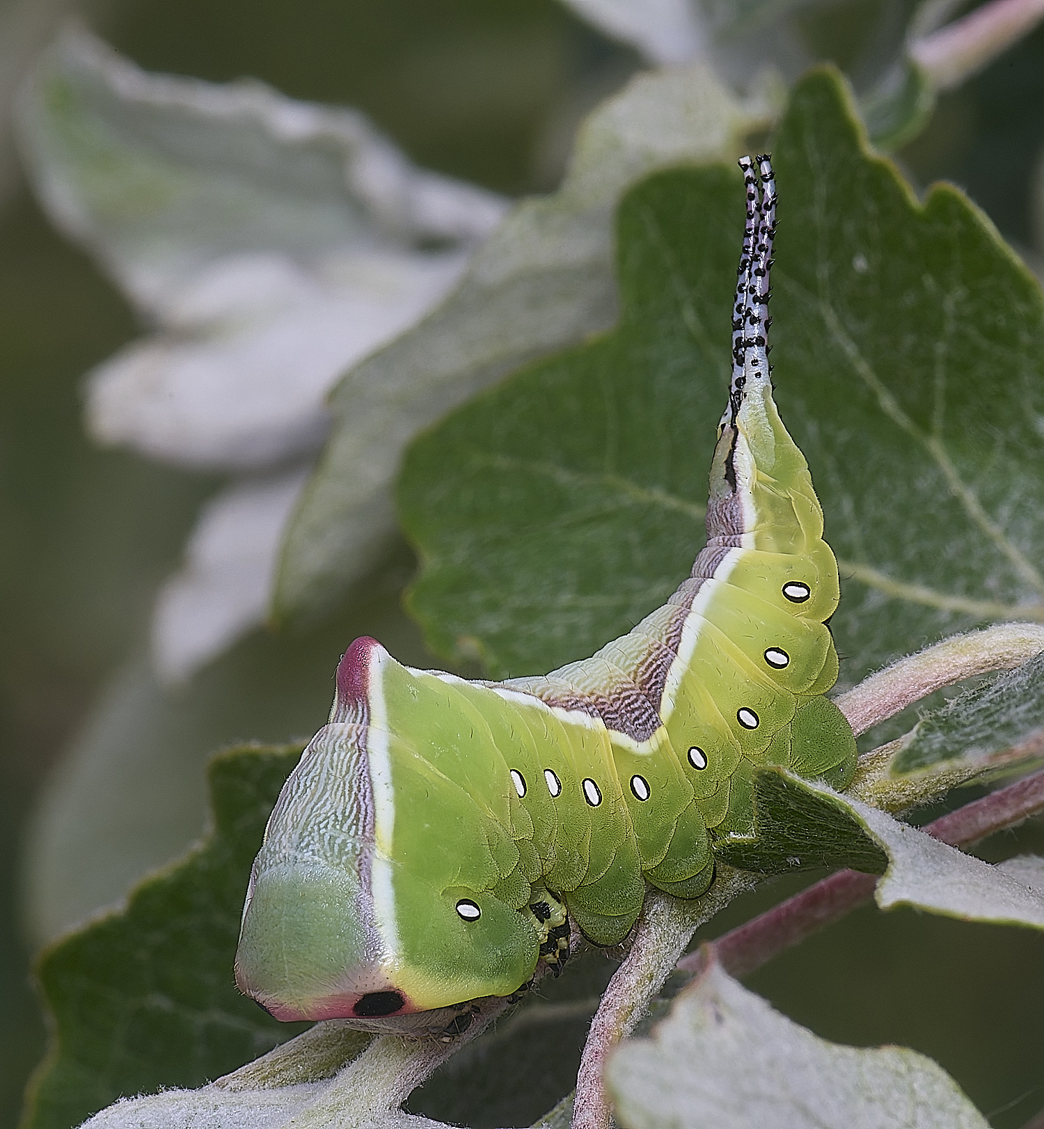 CranwichCampPussMoth080625-10