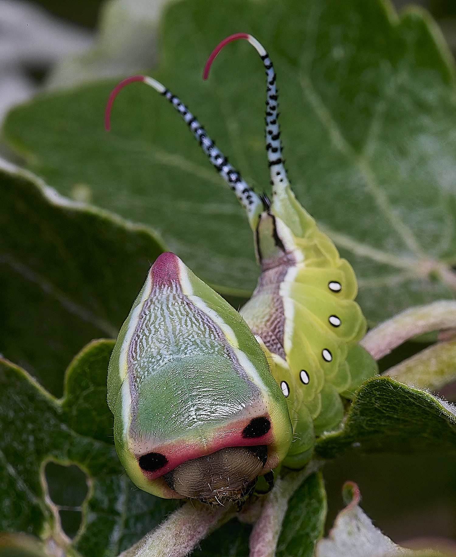 CranwichCampPussMoth080625-11