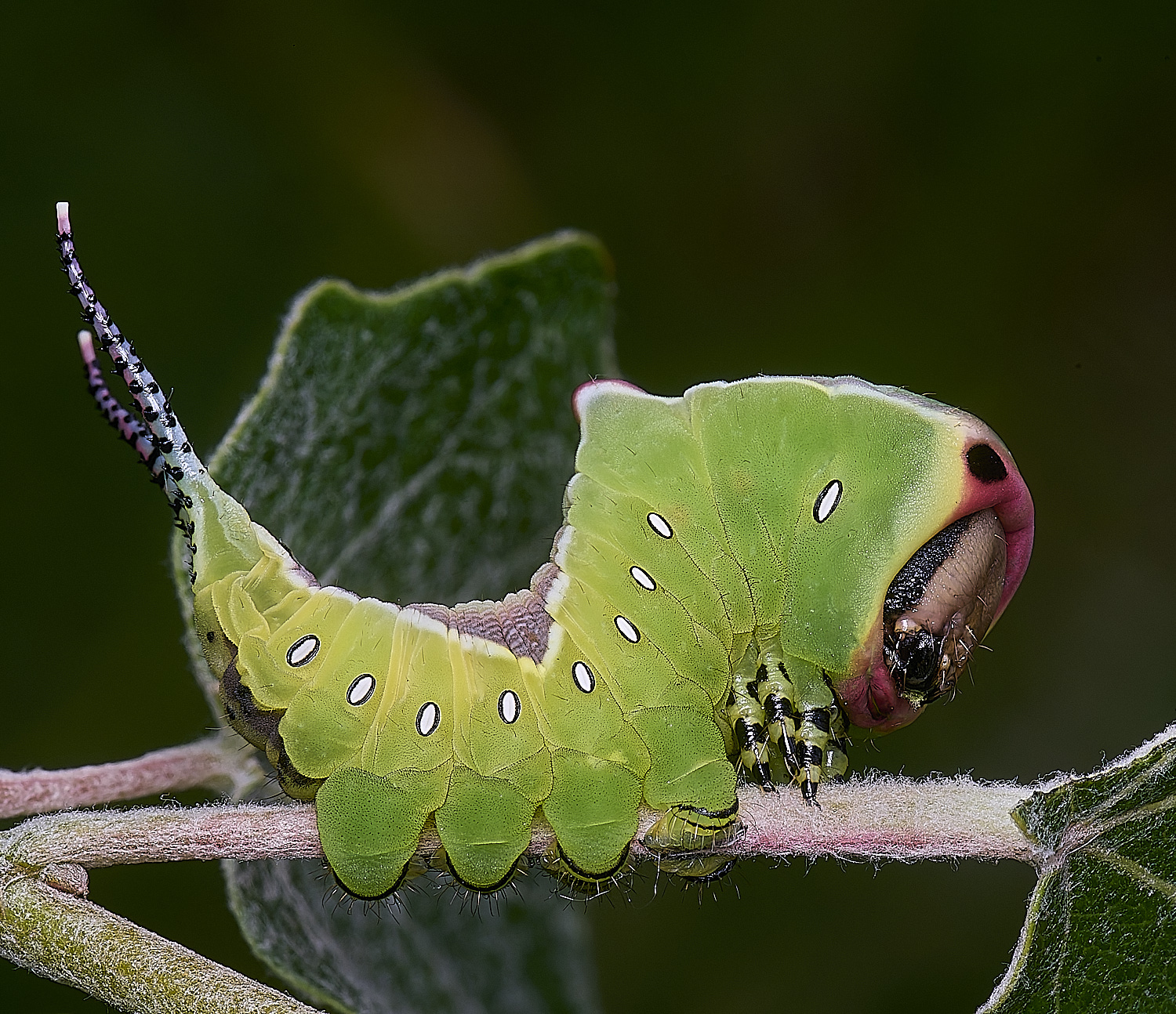 CranwichCampPussMoth080625-13