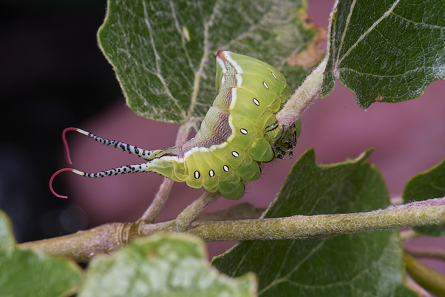 CranwichCampPussMoth080625-5