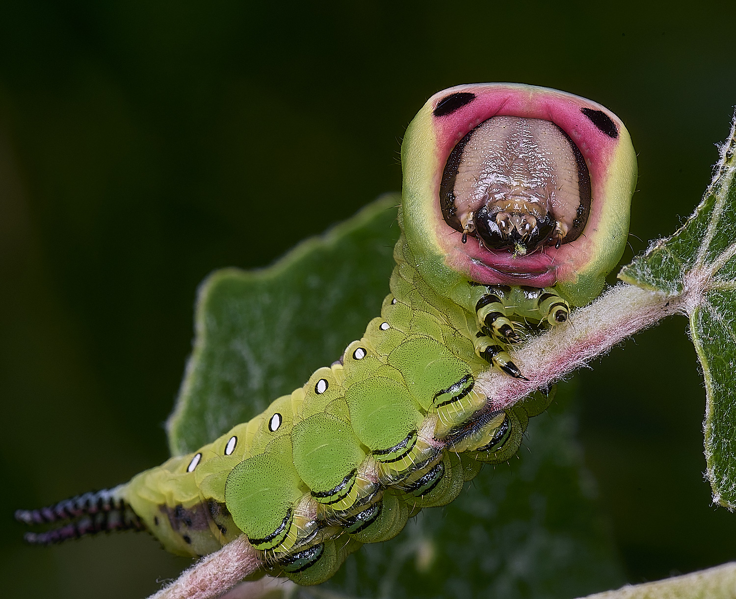 CranwichCampPussMoth080625-8