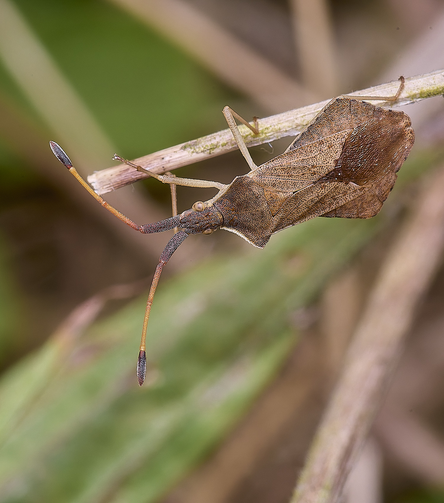 CranwichCampRhombicBug080625-1