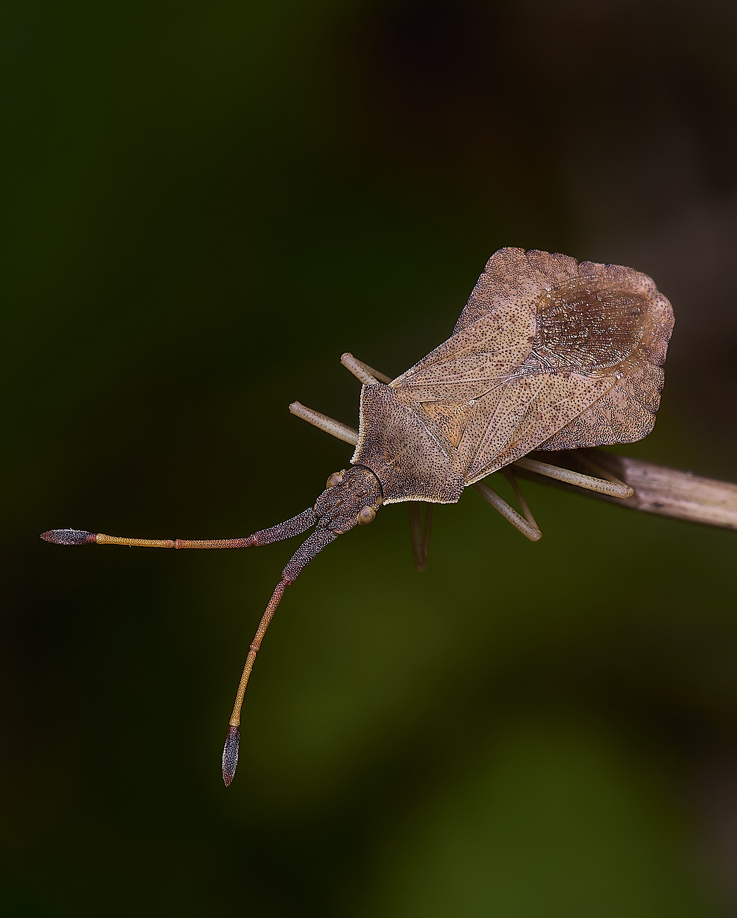 CranwichCampRhombicBug080625-2