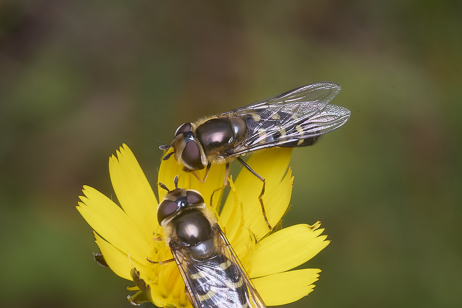 CranwichCampSsilenetica080625-3