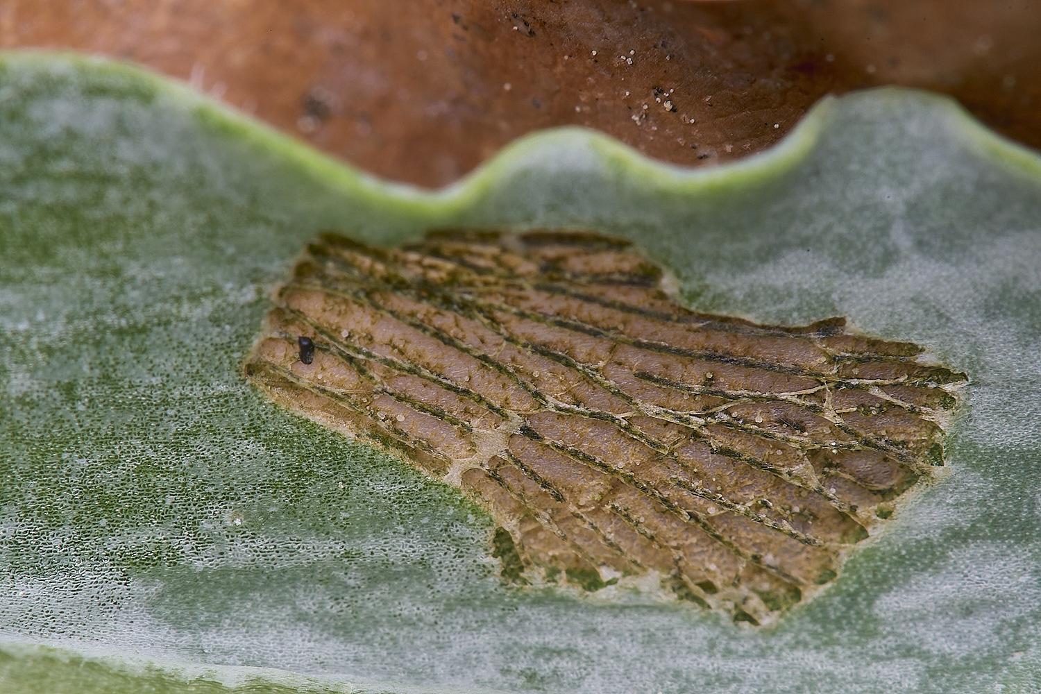 CranwichCampStriations080625-1