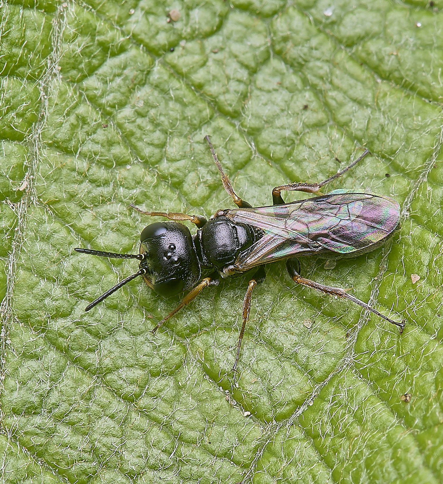 CranwichCampWaspSp080625-1