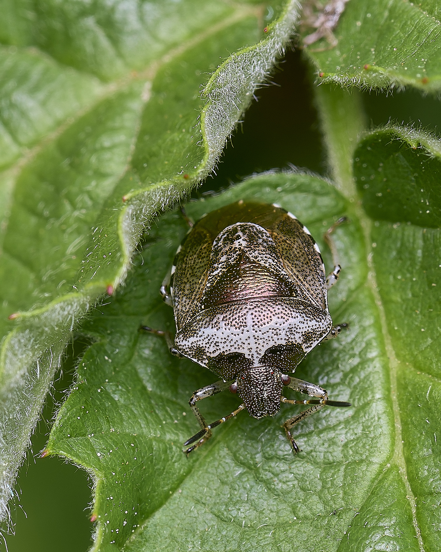 CranwichCampWoundwortShieldbug080625-1