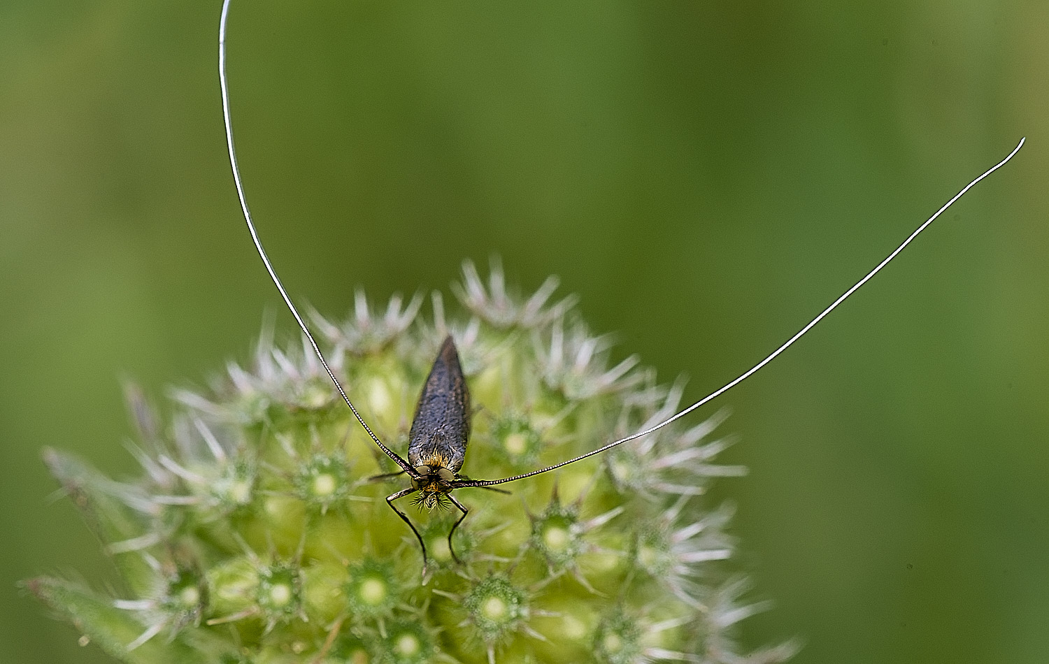 CranwichHeath~ScabiousLonghorn070825-1
