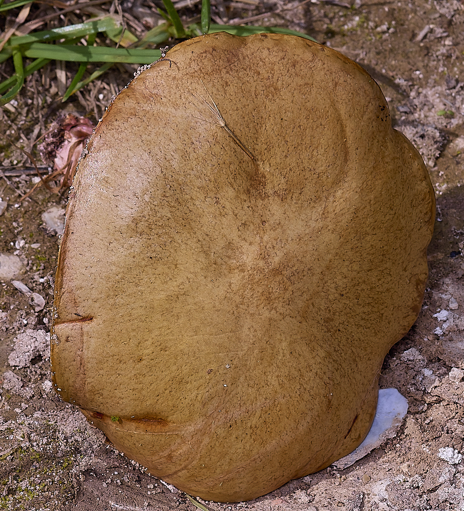 CranwichHeathBolete070825-1