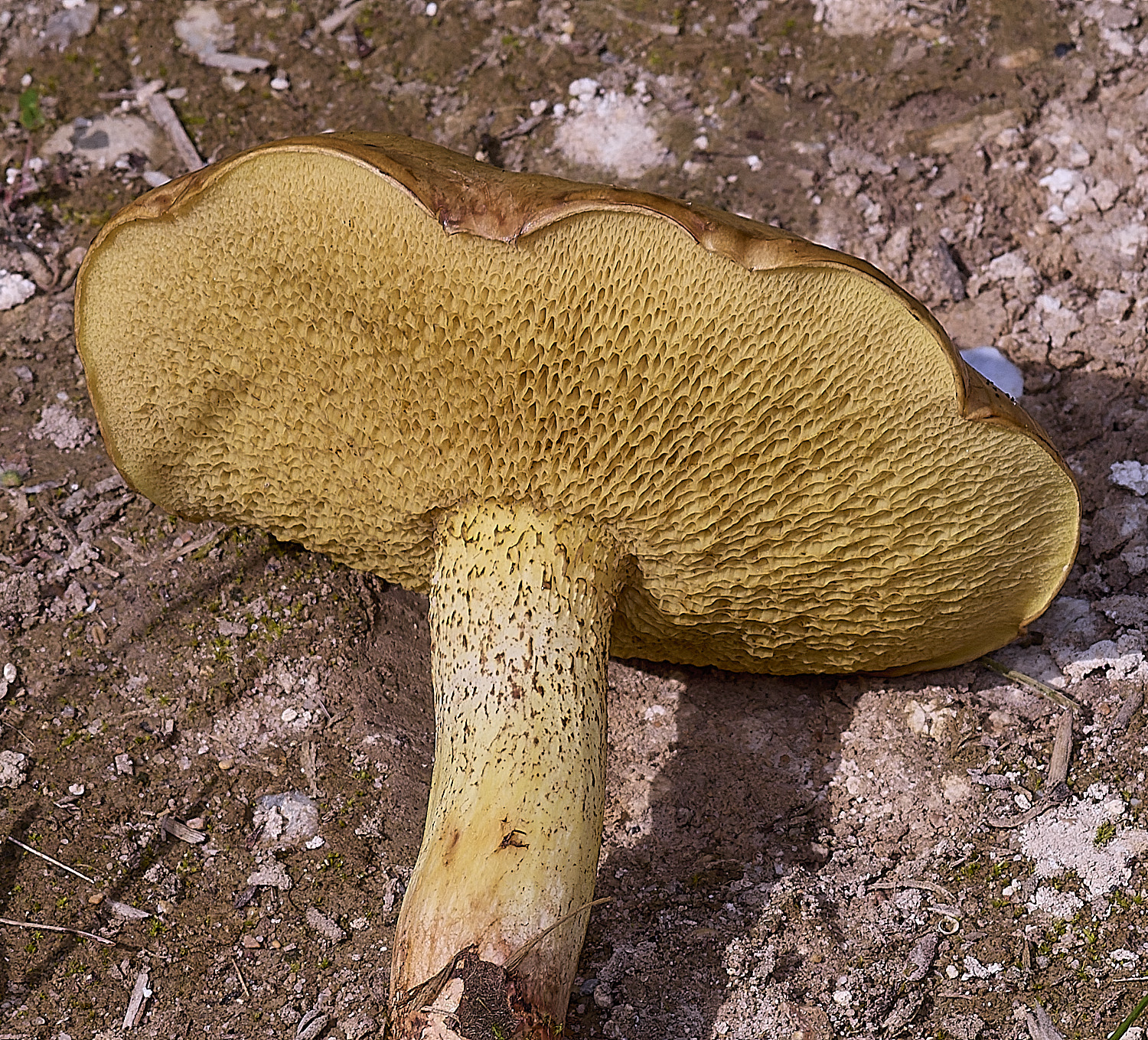 CranwichHeathBolete070825-2