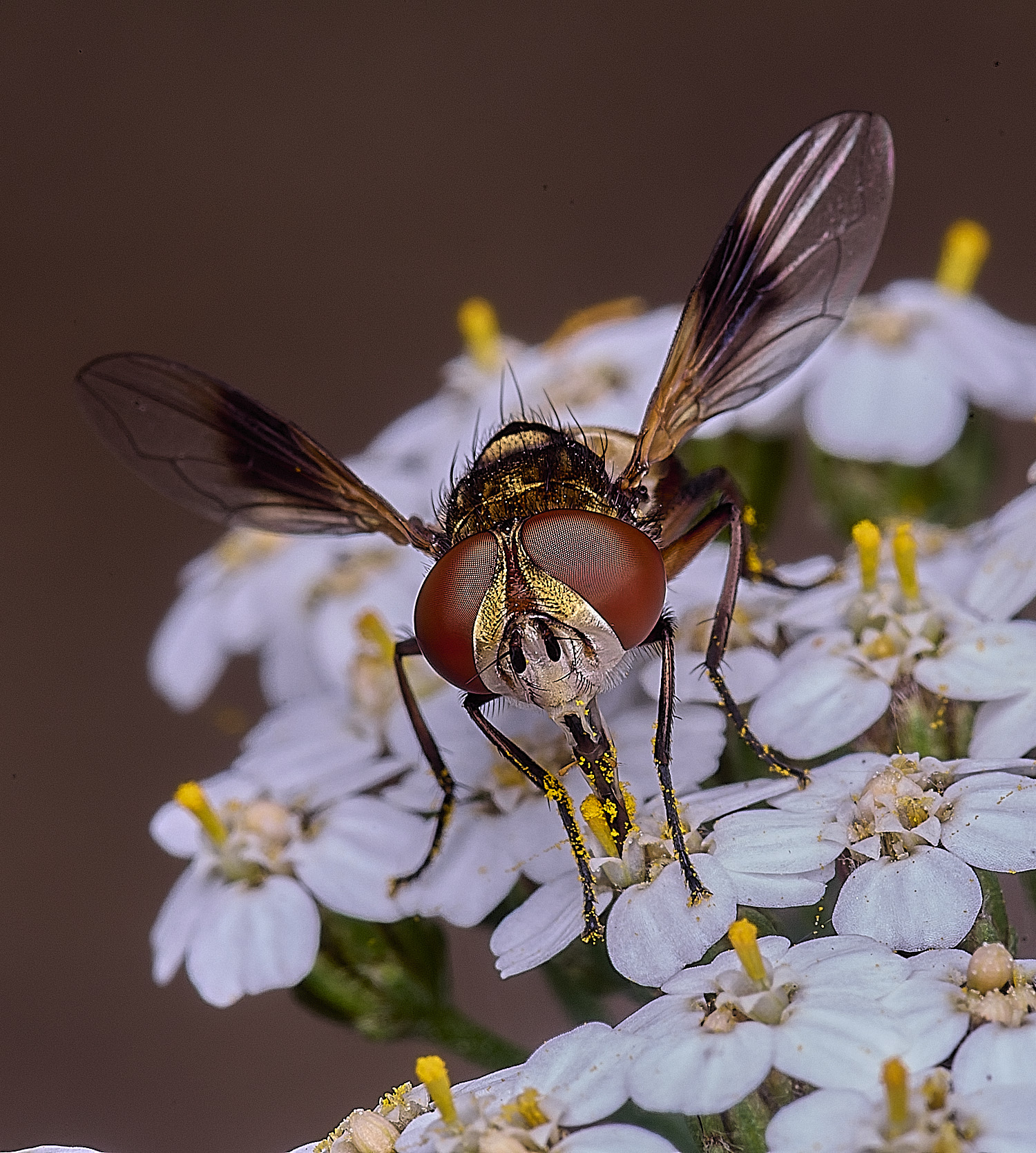 CranwichHeathcrasipennis070825-5