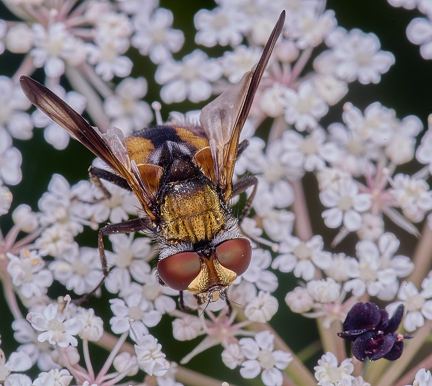 CranwichHeathcrasipennis070825-9