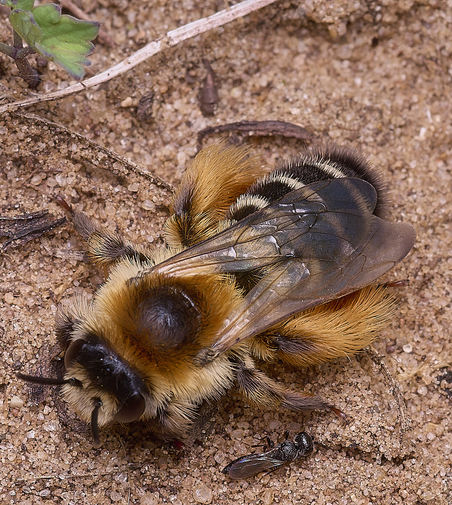 CranwichHeathDhirtirpes070825-1