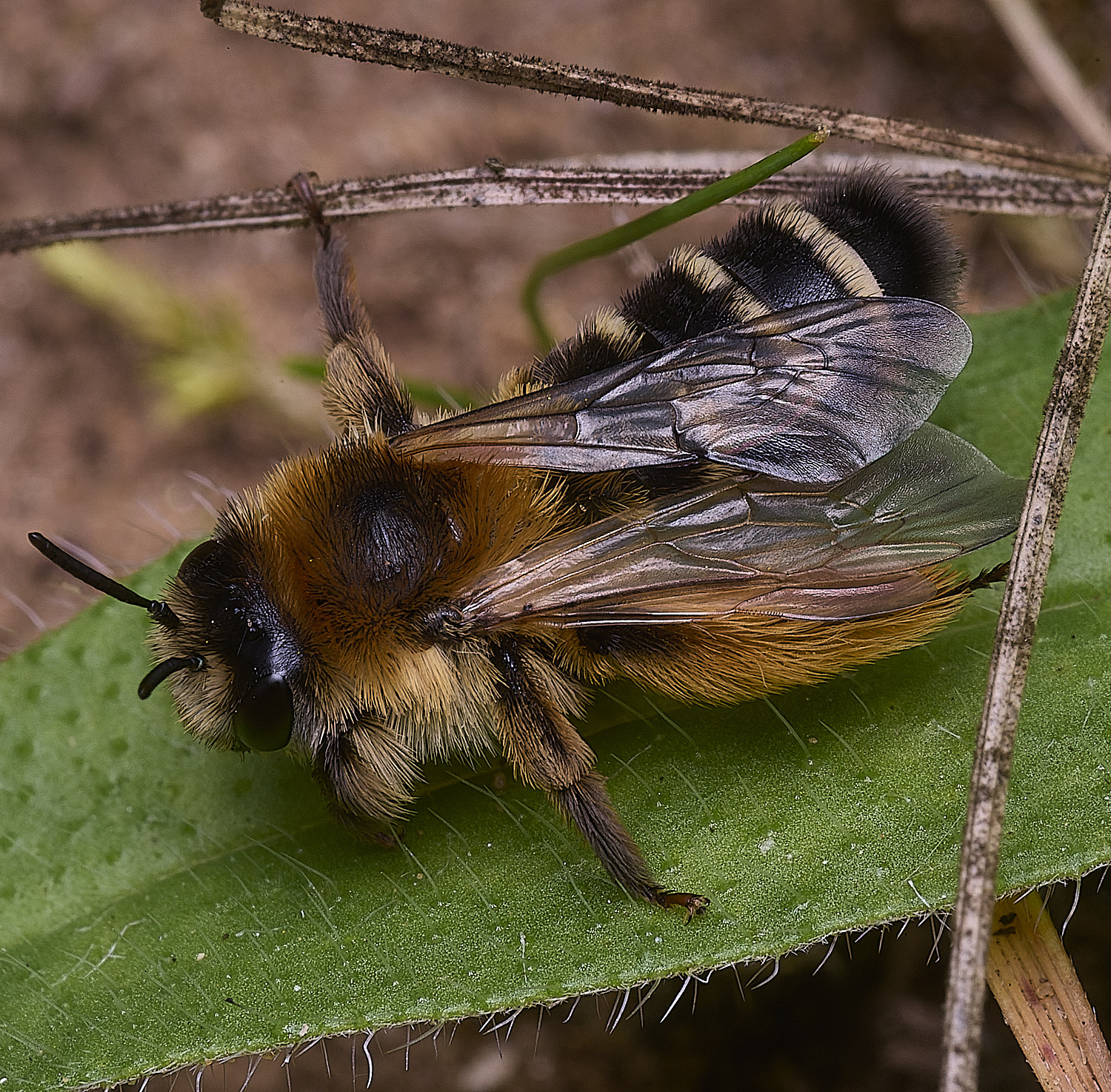 CranwichHeathDhirtirpes070825-2