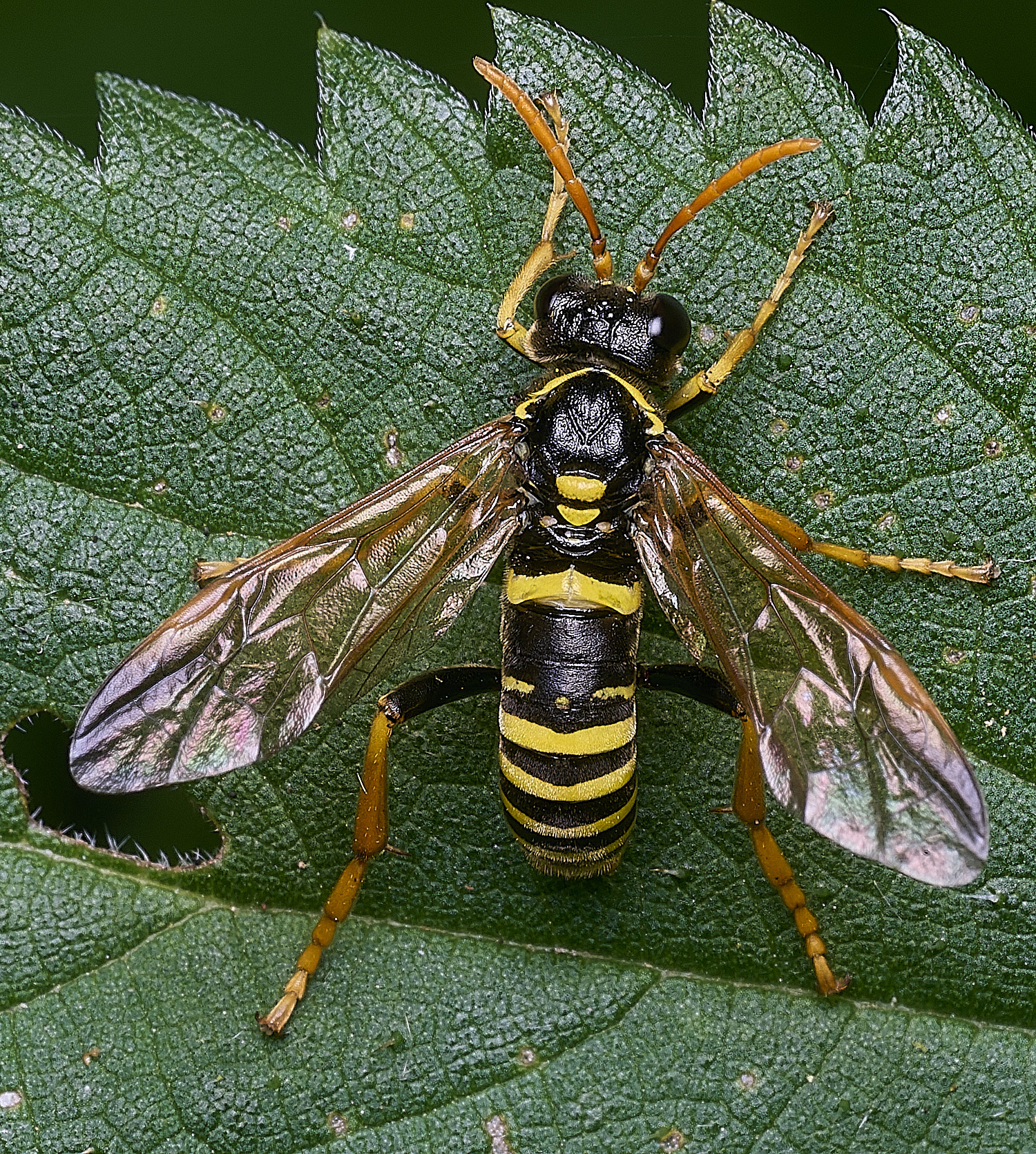CranwichHeathFigwortSawfly070825-1