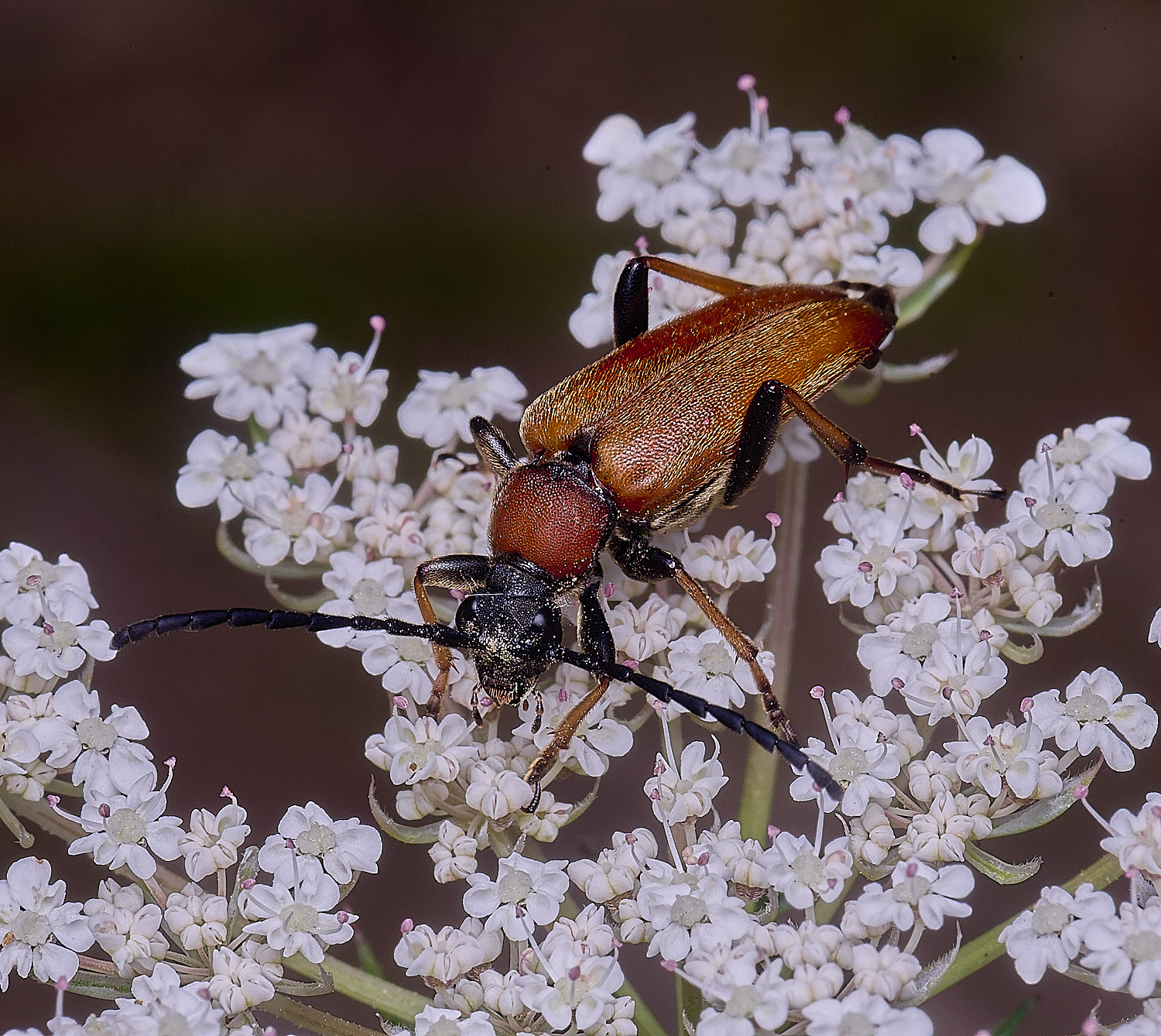 CranwichHeathRedlonghorn070825-1