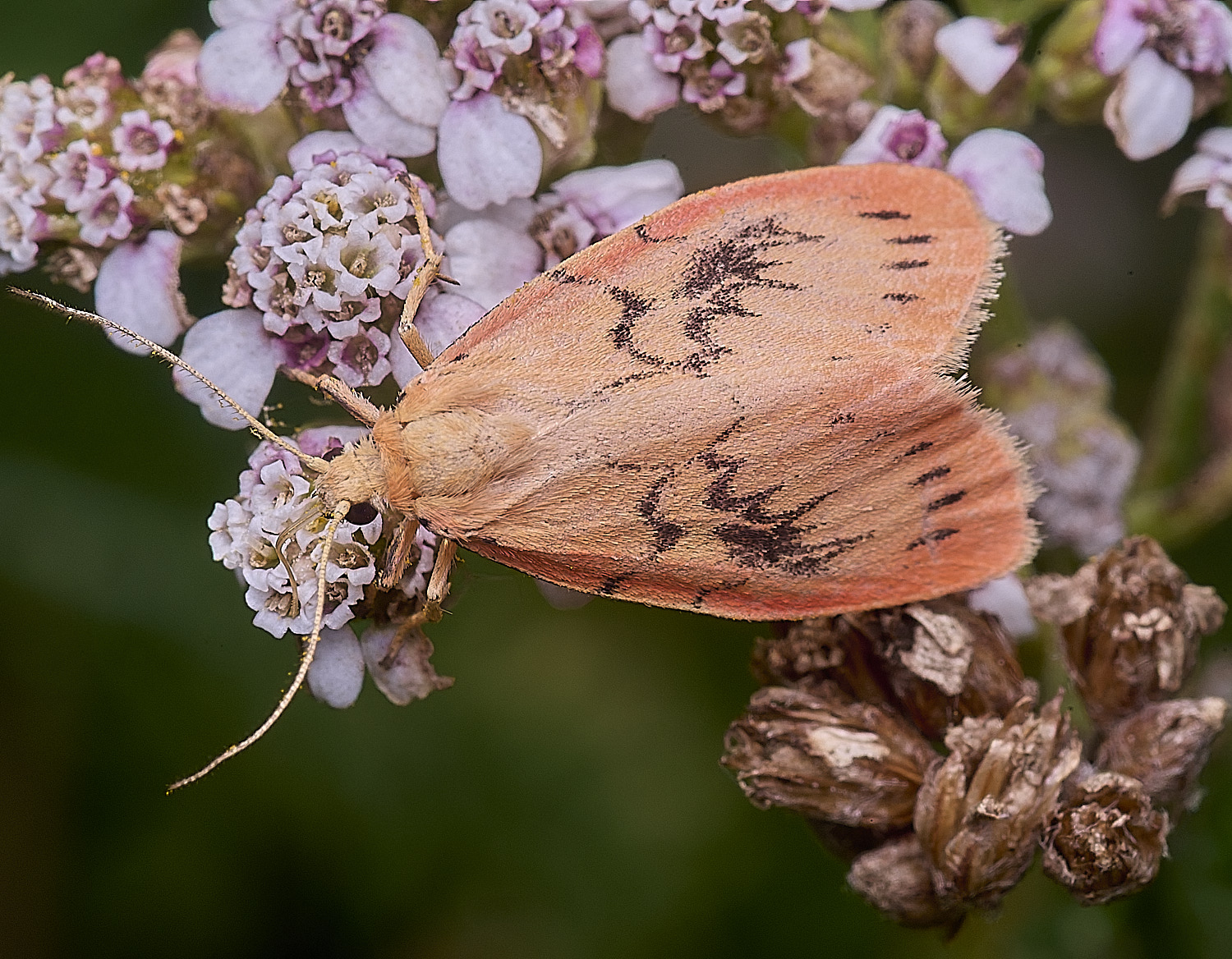 CranwichHeathRoseyFootman070825-§