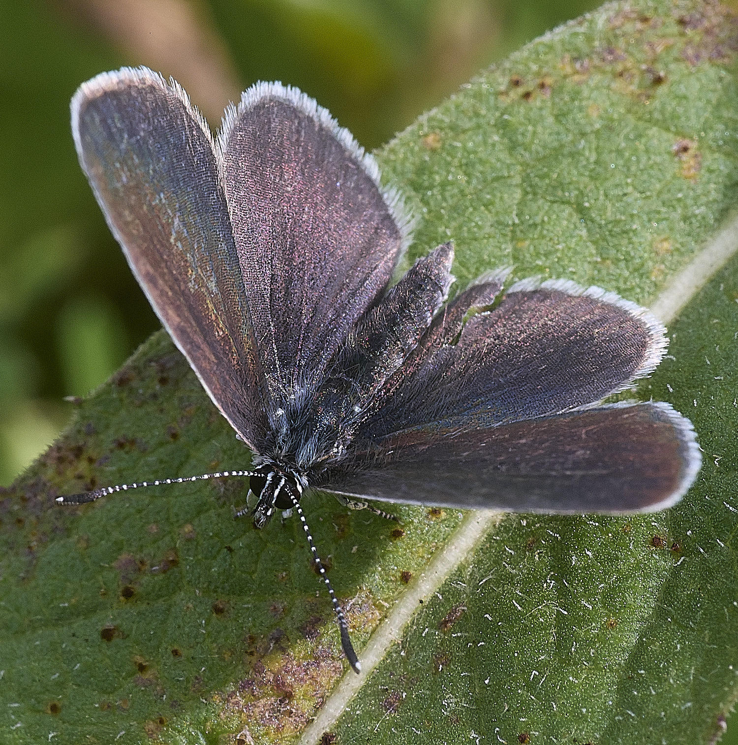 CranwichHeathSMallBlue070825-1