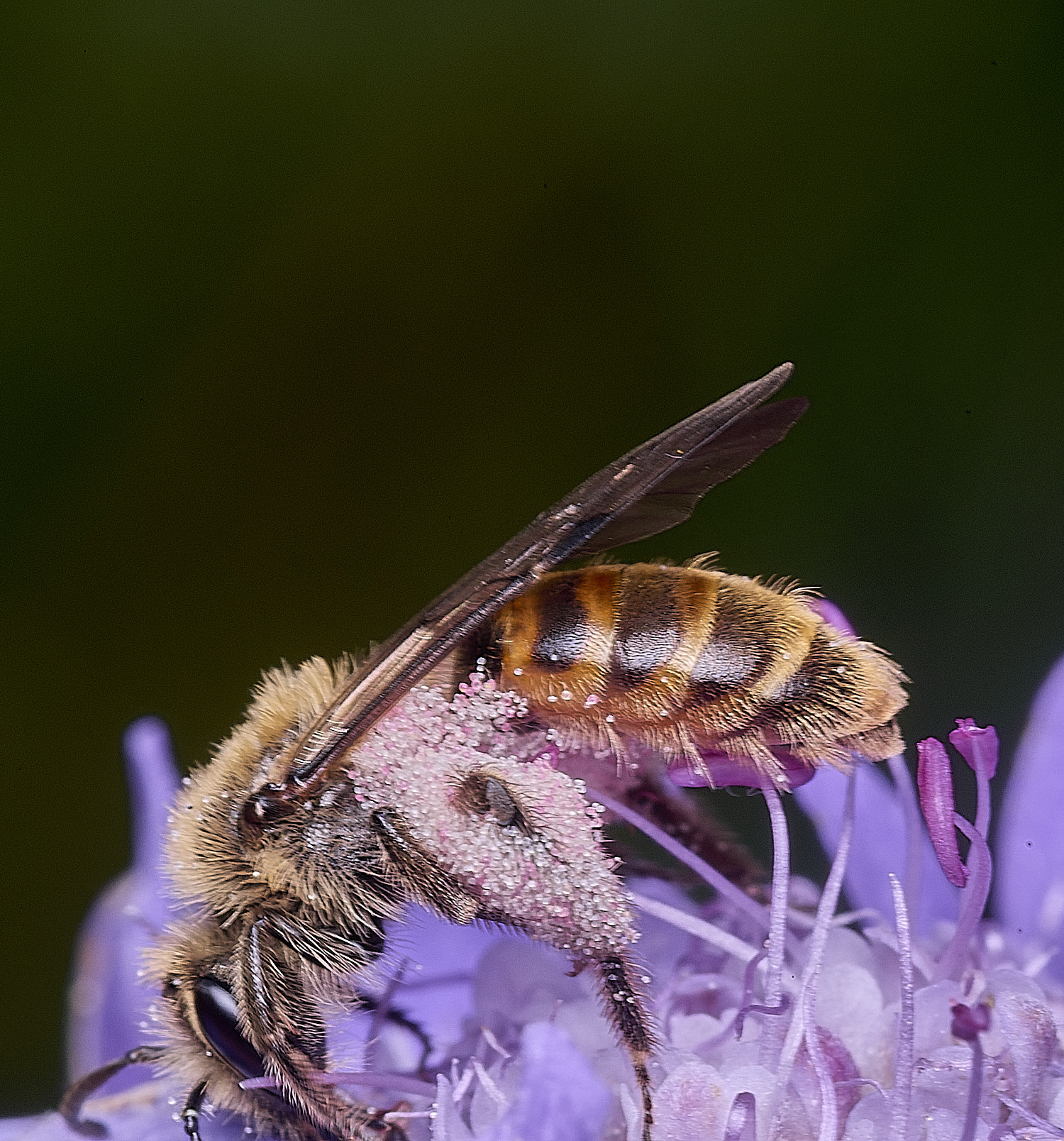 CranwichHeathSmallScabiousMiningBee070825-1