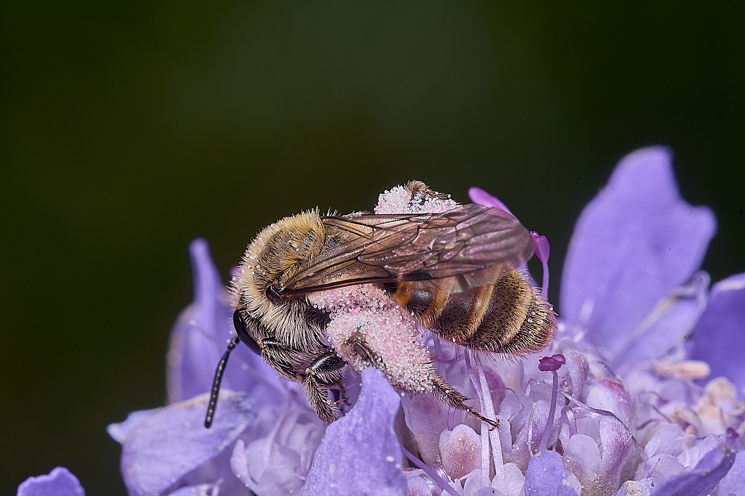 CranwichHeathSmallScabiousMiningBee070825-2