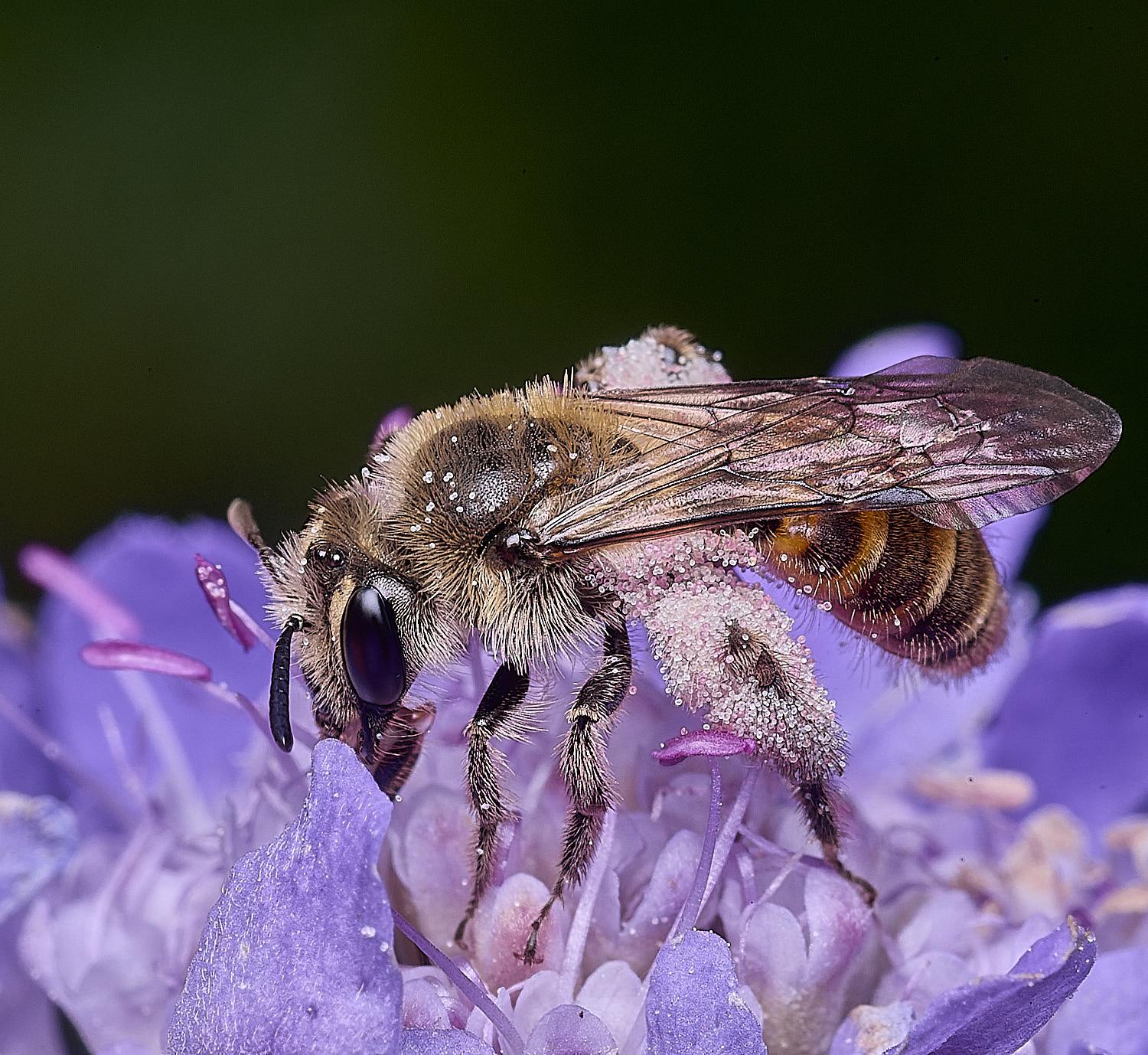 CranwichHeathSmallScabiousMiningBee070825-3