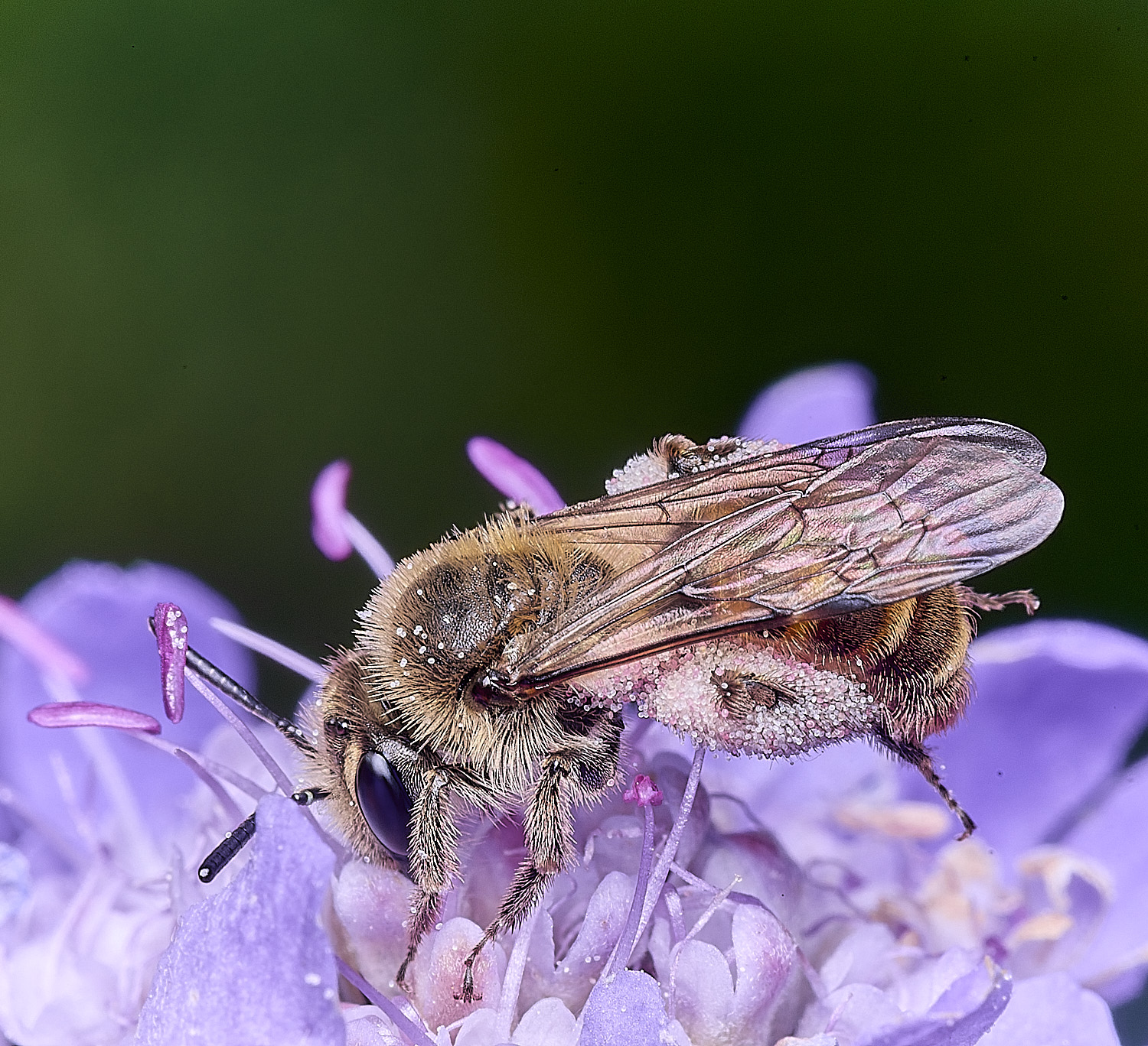 CranwichHeathSmallScabiousMiningBee070825-4